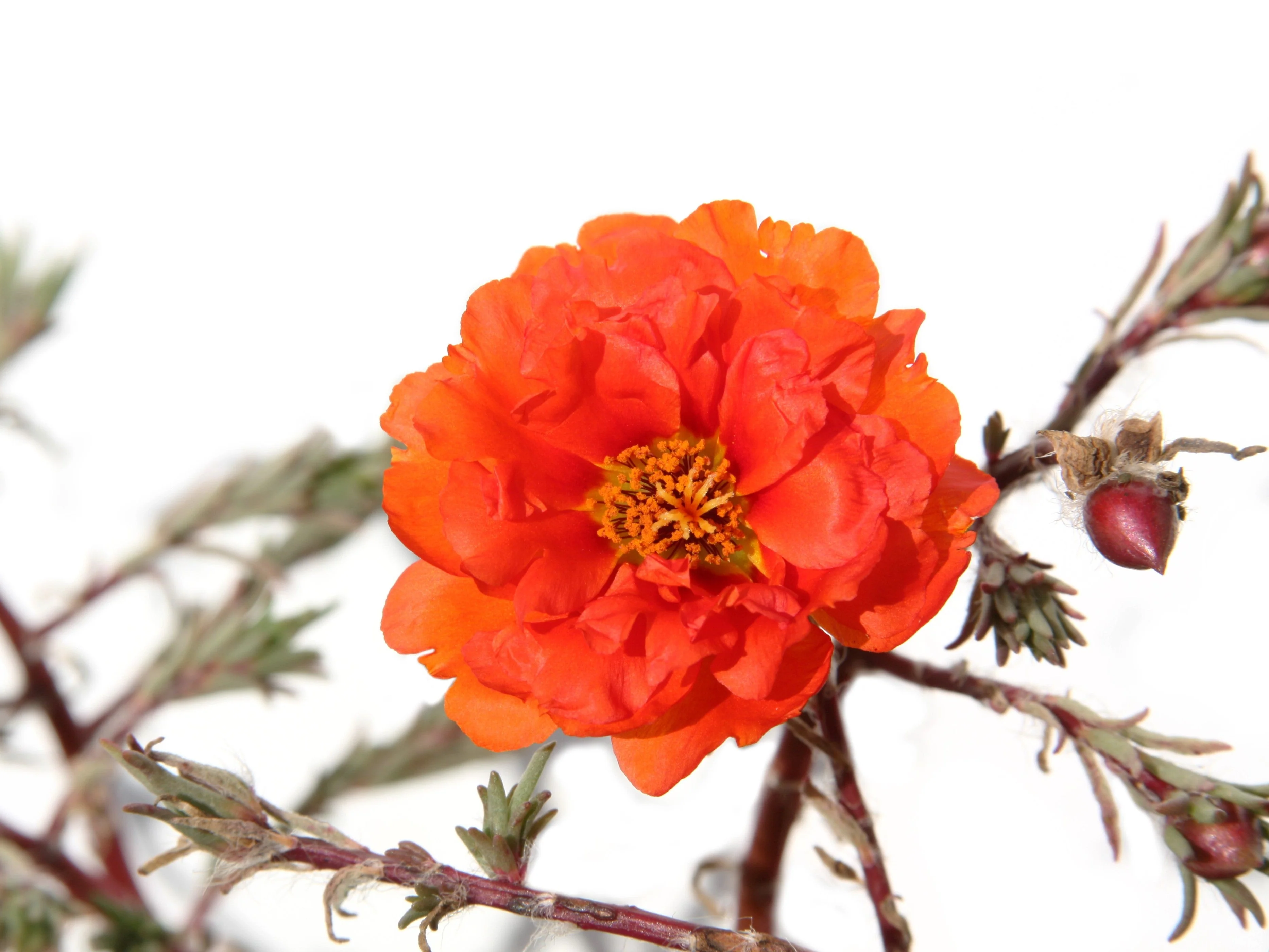 100 Orange PORTULACA MOSS ROSE Portulaca Grandiflora Succulent Flower Seeds - Image 3