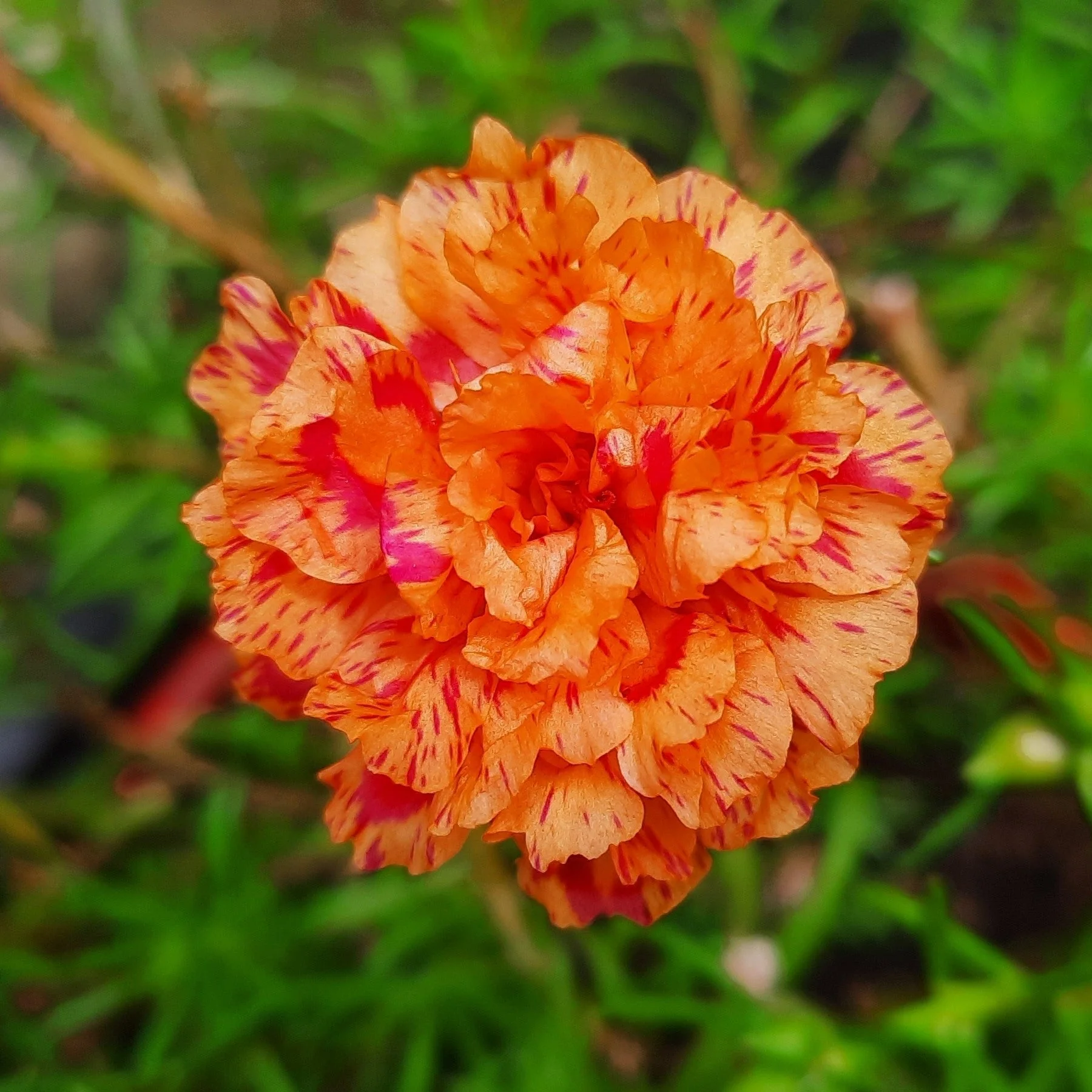 100 Orange PORTULACA MOSS ROSE Portulaca Grandiflora Succulent Flower Seeds - Image 5