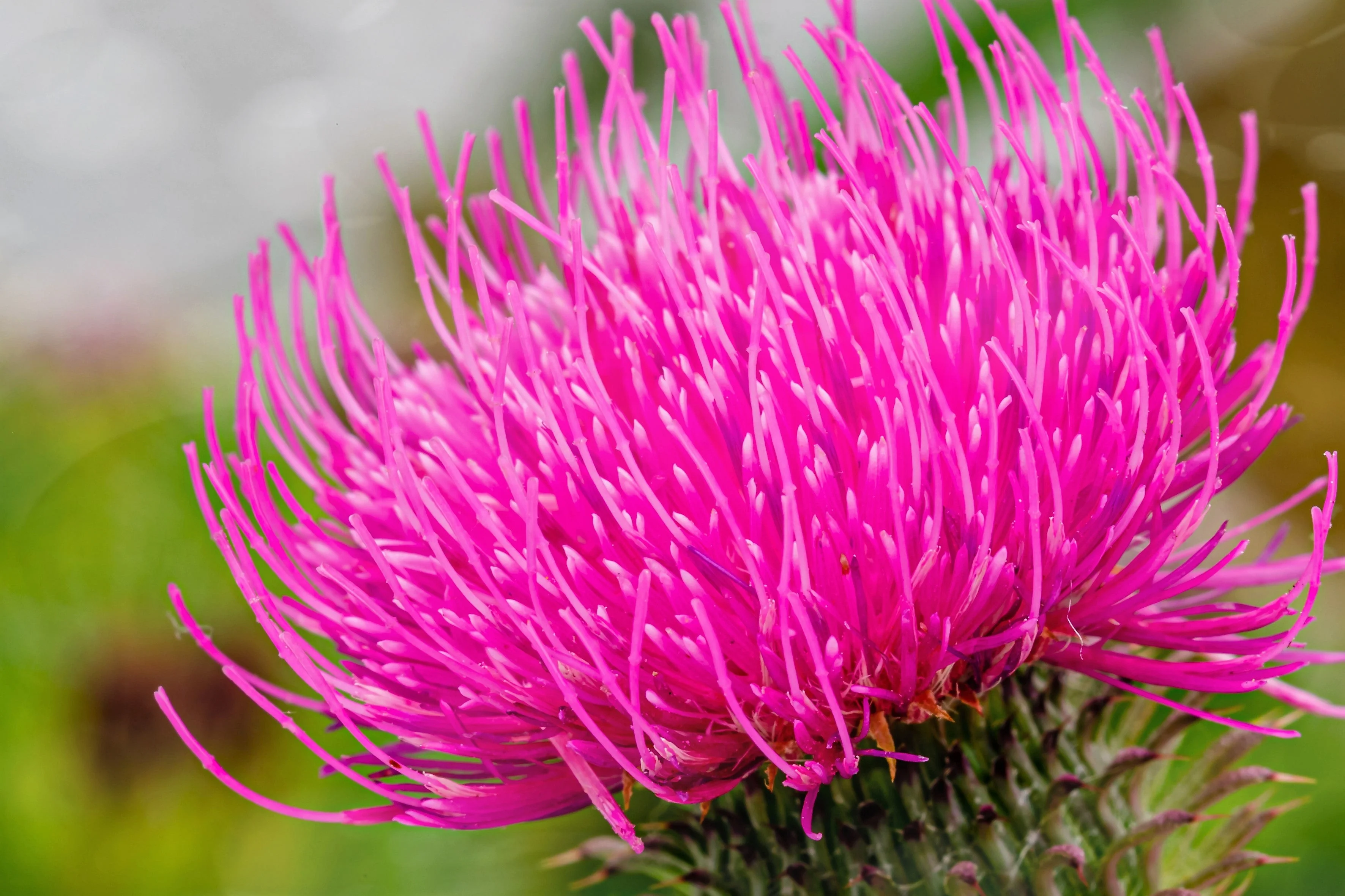 100 ORGANIC Blessed MILK THISTLE Silybum Marianum Hummingbird Purple Flower Seeds - Image 3