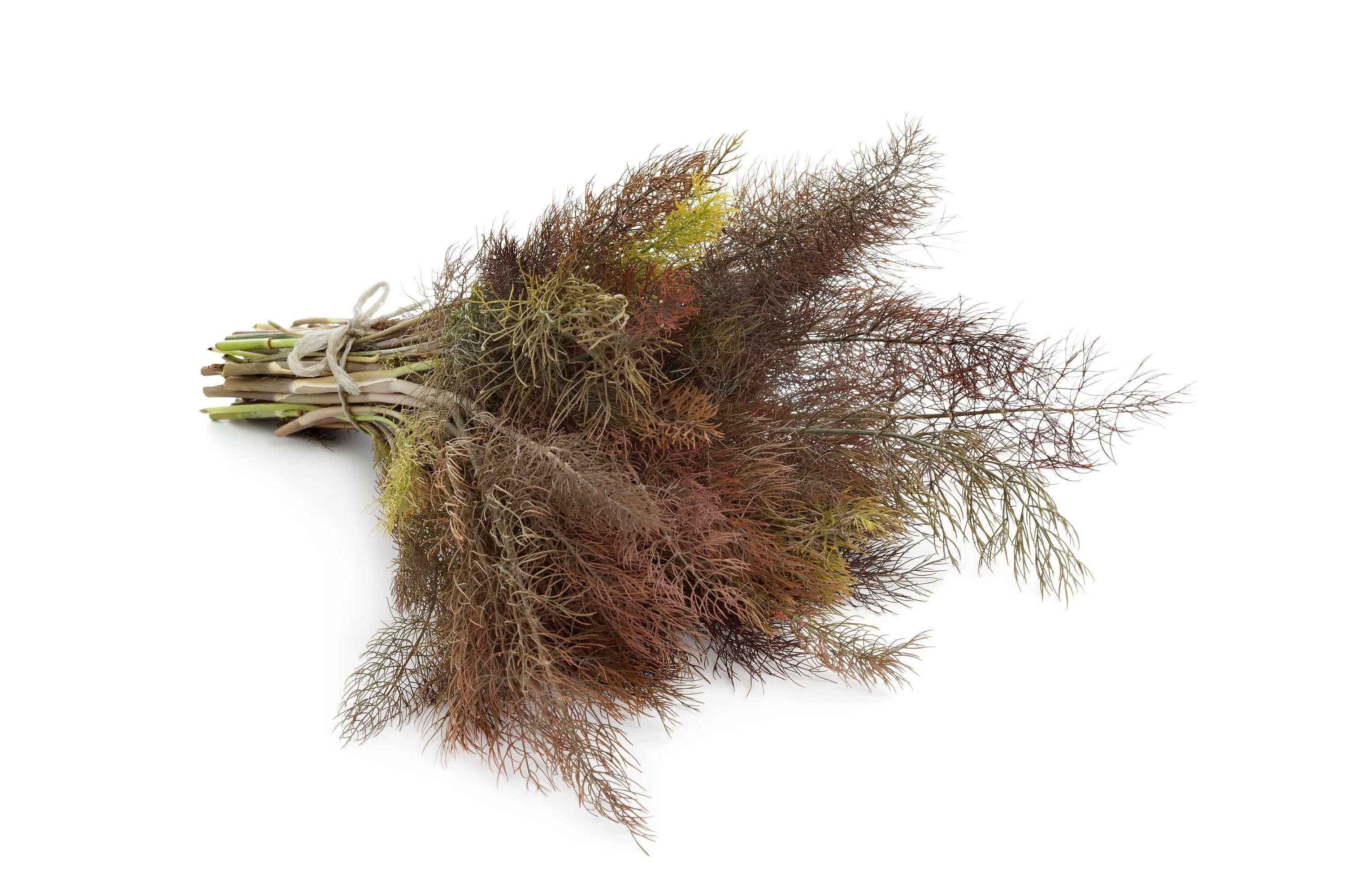 100 Organic BRONZE FENNEL Foeniculum Vulgare Purpureum Herb Bronze Foliage Yellow Flower Seeds - Image 2