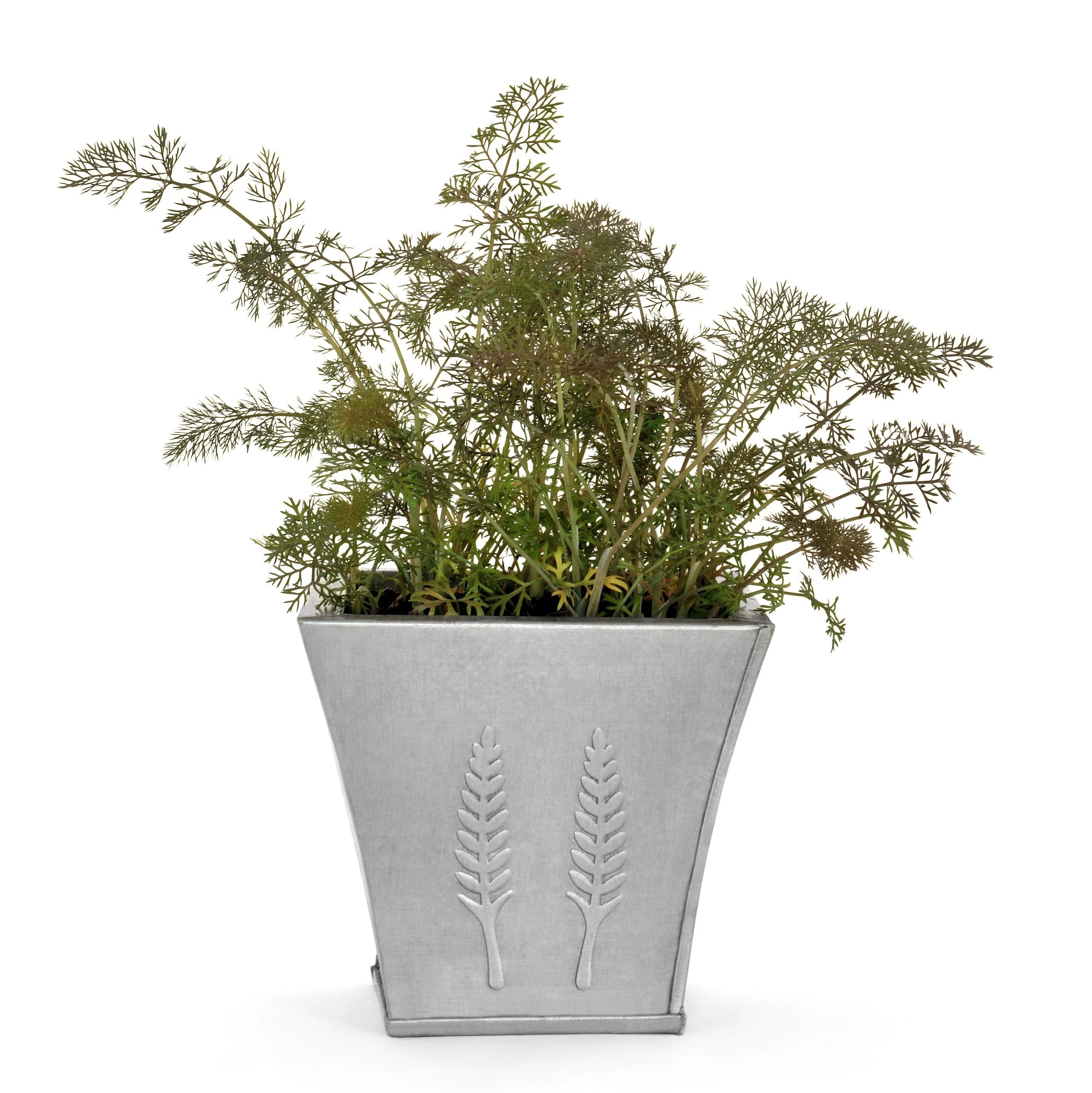100 Organic BRONZE FENNEL Foeniculum Vulgare Purpureum Herb Bronze Foliage Yellow Flower Seeds - Image 5
