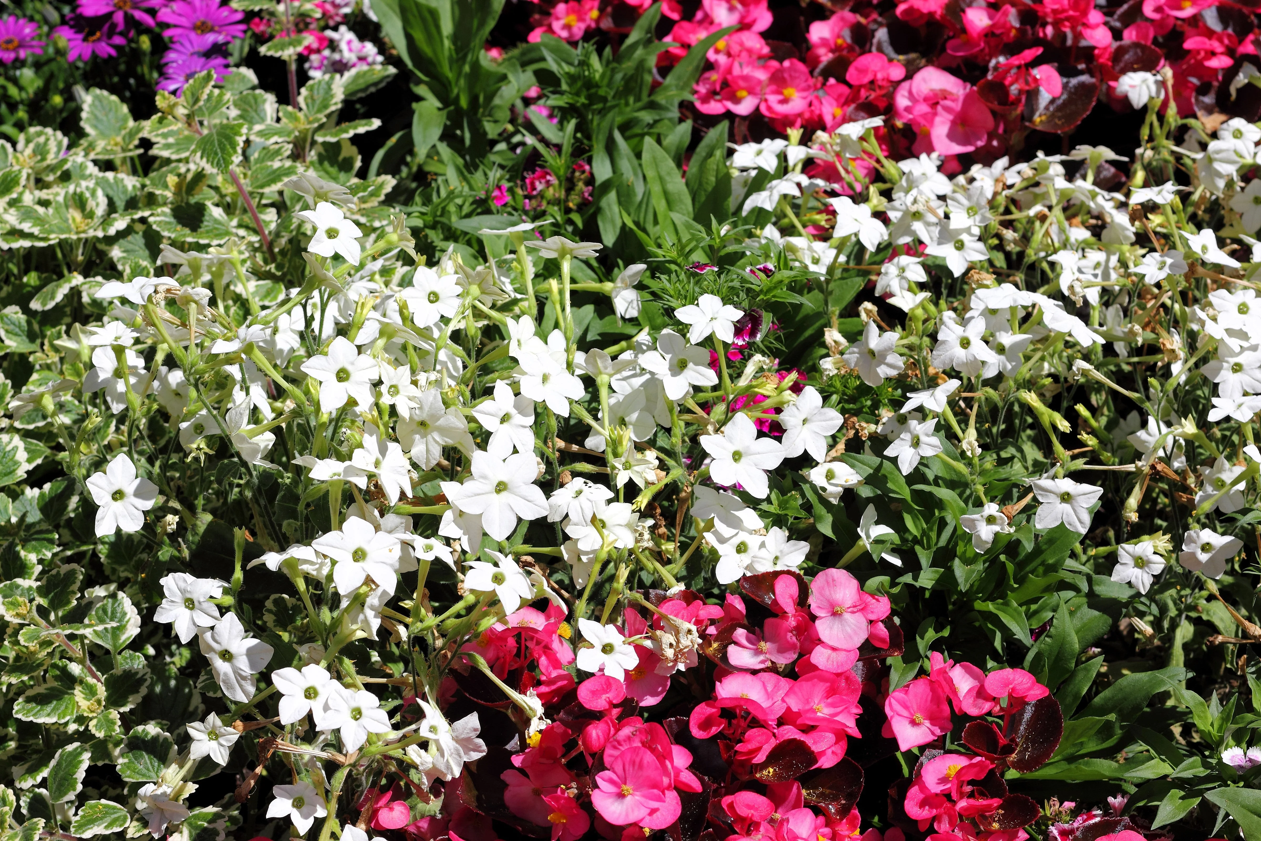 100 Organic WHITE NICOTIANA Flowering TOBACCO Nicotiana Alata Seeds - Image 3