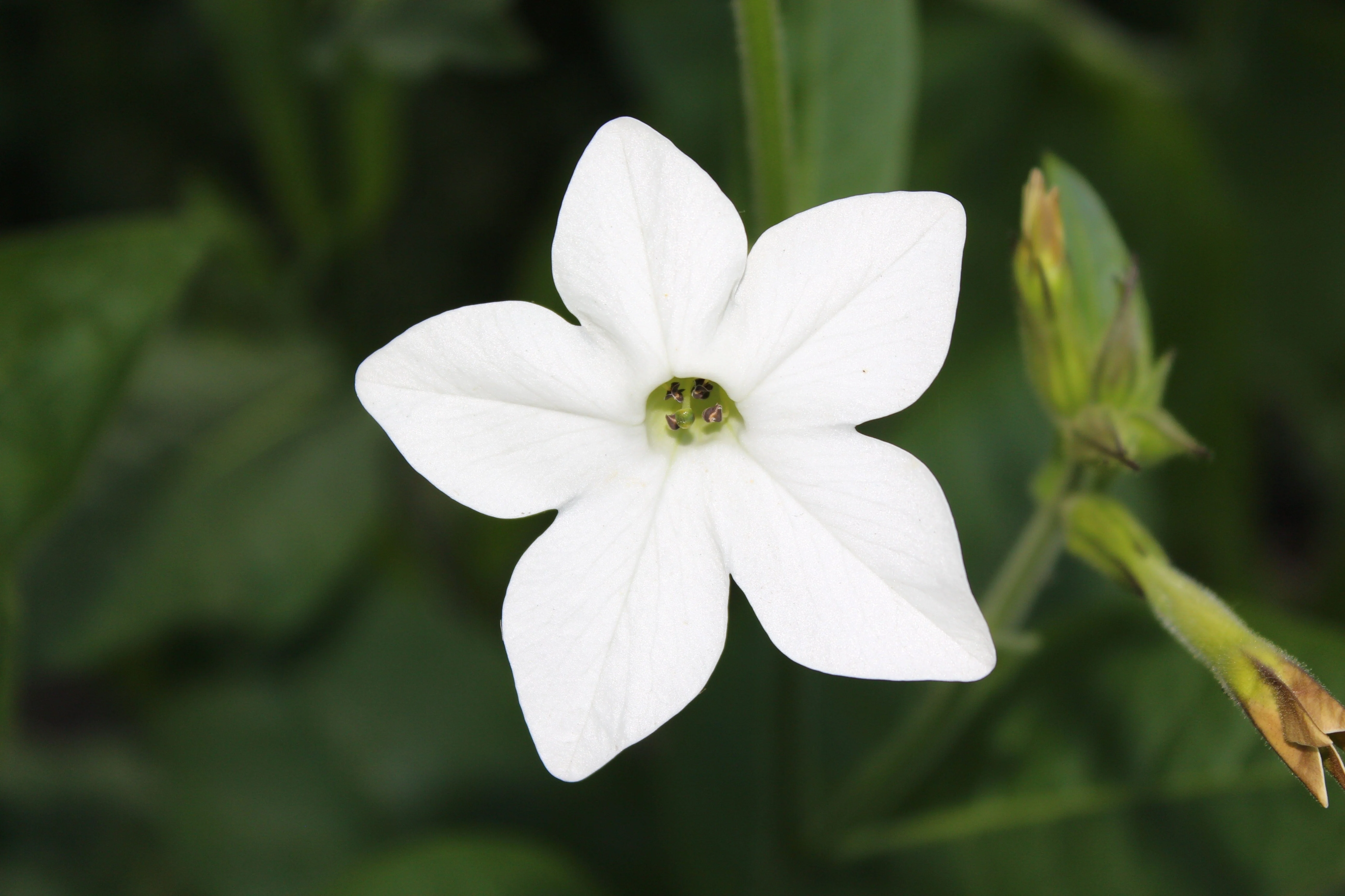 100 Organic WHITE NICOTIANA Flowering TOBACCO Nicotiana Alata Seeds - Image 4