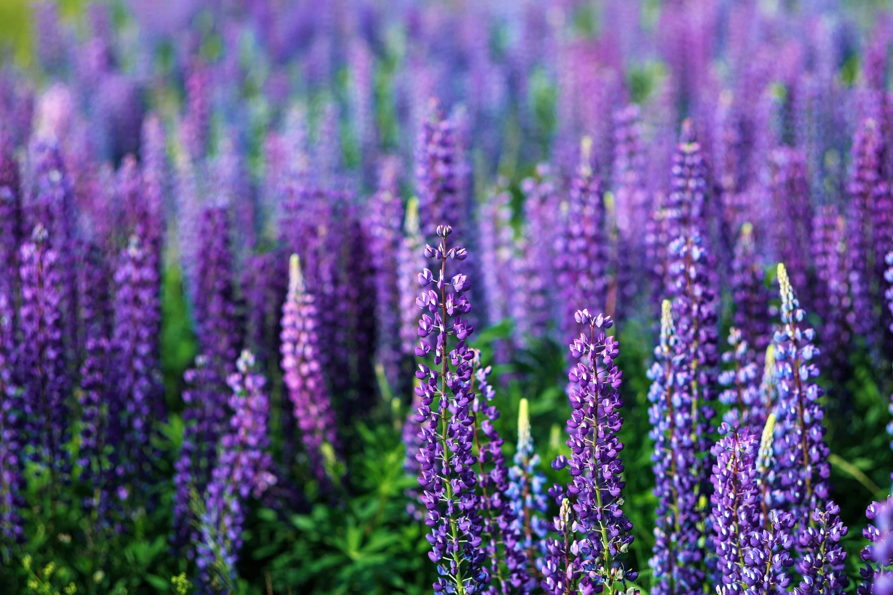 100 PERENNIAL LUPINE Blue Violet Lupinus Perennis Wild Lupine Sundial Purple Native Hummingbird Flower Seeds - Image 3