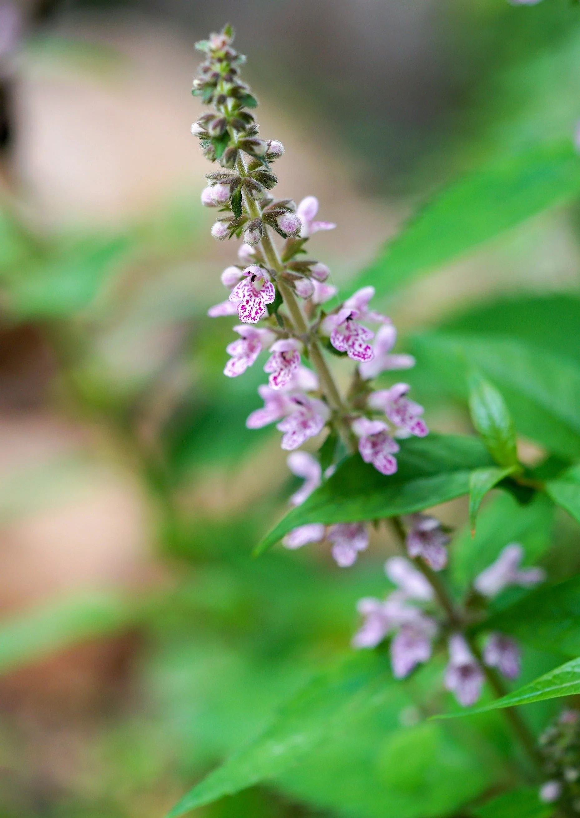 100 Pink CHINESE MOTHERWORT Leonurus Japonicus Siberian Honey Herb Flower Seeds - Image 12