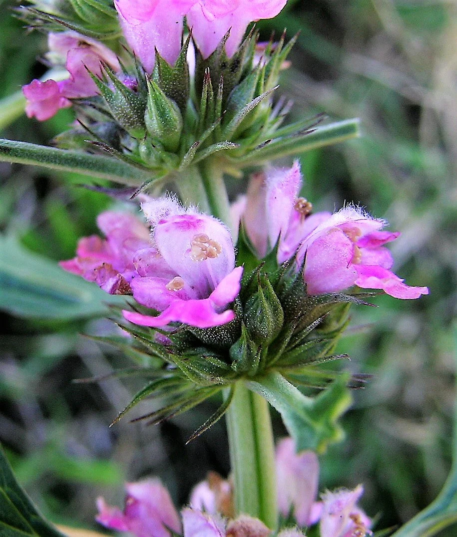 100 Pink CHINESE MOTHERWORT Leonurus Japonicus Siberian Honey Herb Flower Seeds - Image 13