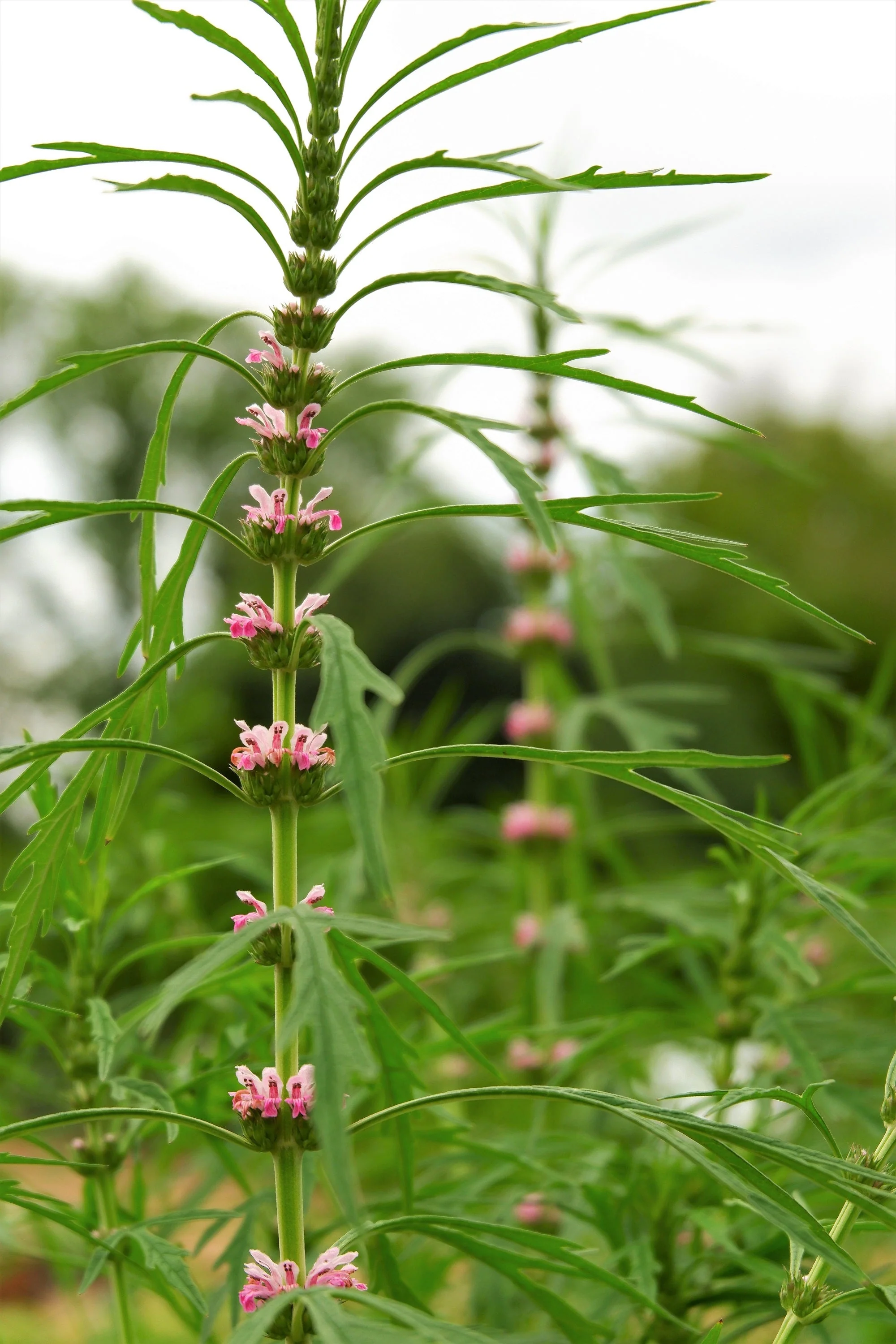 100 Pink CHINESE MOTHERWORT Leonurus Japonicus Siberian Honey Herb Flower Seeds - Image 7