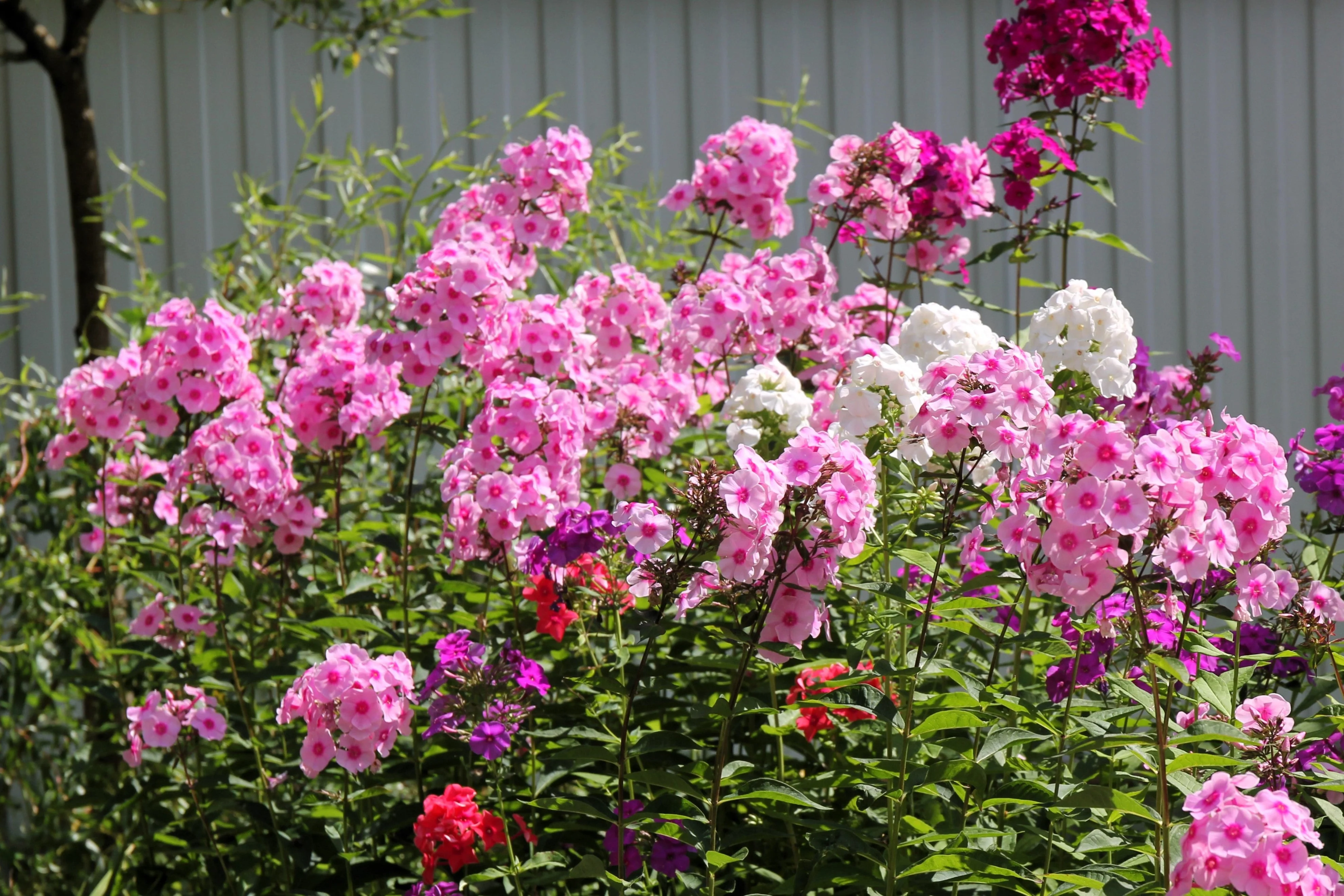 100 PINK DRUMMOND PHLOX Phlox Drummondii Flower Seeds - Image 3