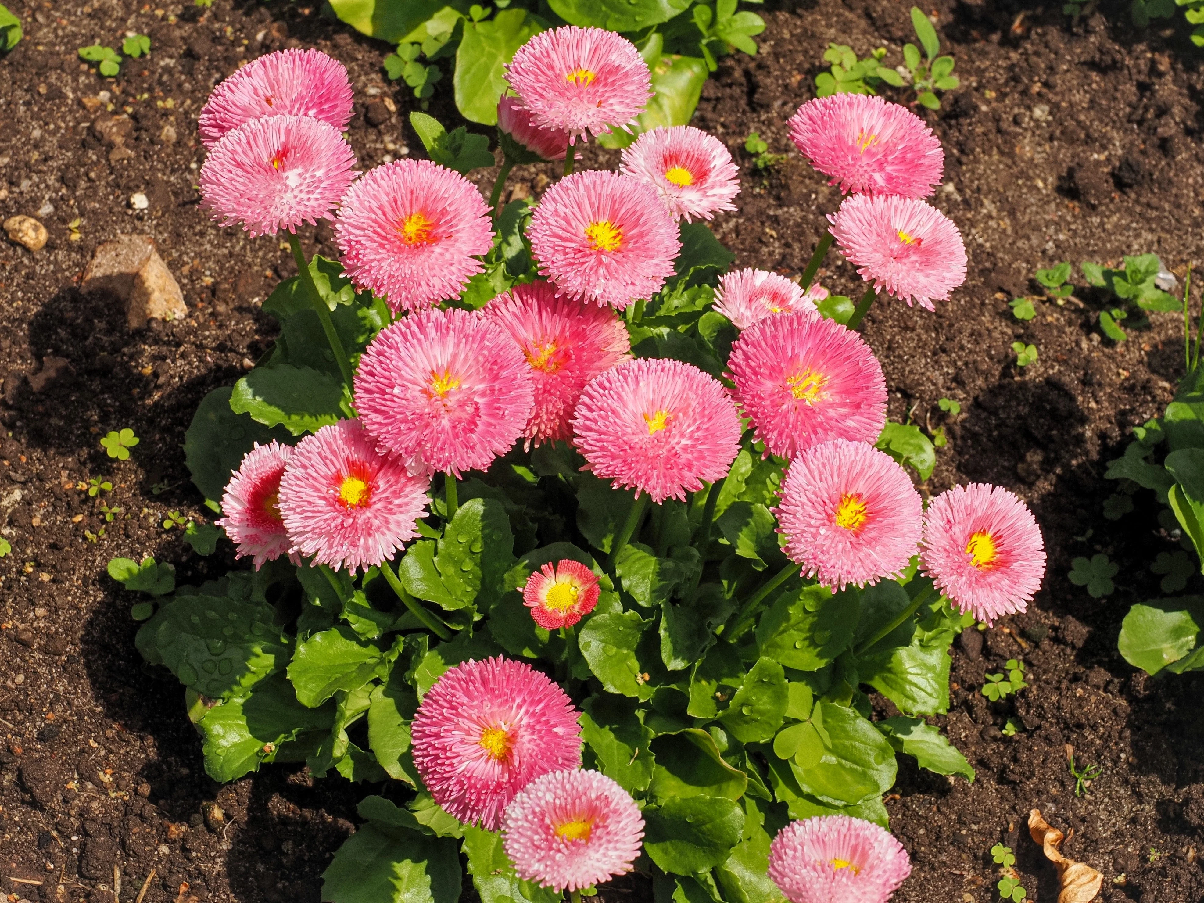 100 PINK ENGLISH DAISY Bellis Perennis Tasso Pink Double Flower Seeds - Image 4