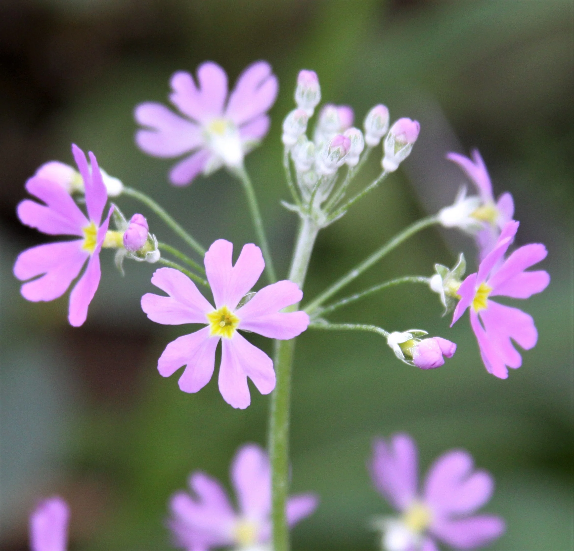 100 PINK FAIRY PRIMROSE Primula Malacoides Baby Primrose Shade Houseplant Flower Seeds - Image 4