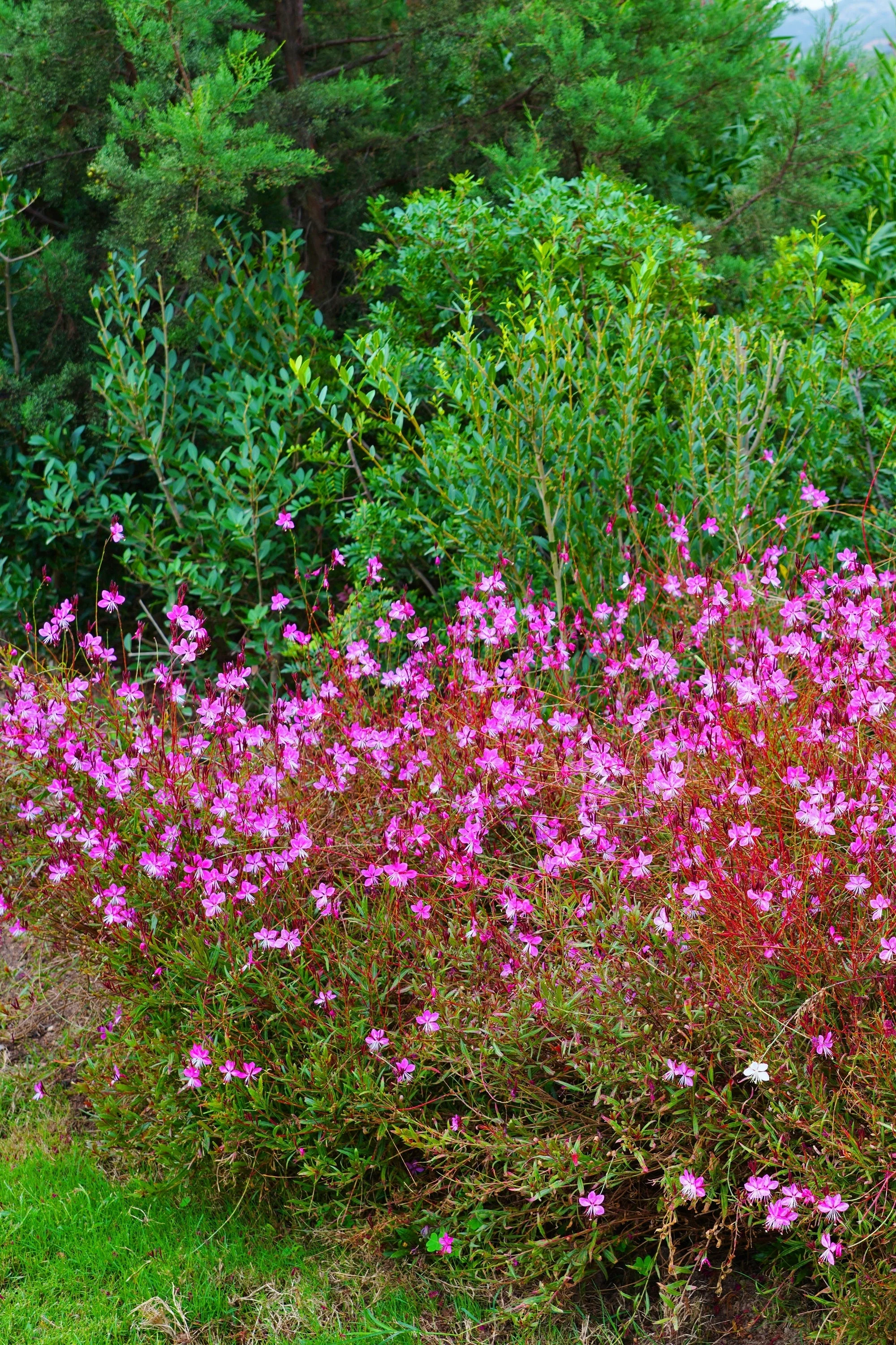 100 Pink GAURA WHIRLING BUTTERFLIES Gaura Biennis Flower Seeds - Image 3