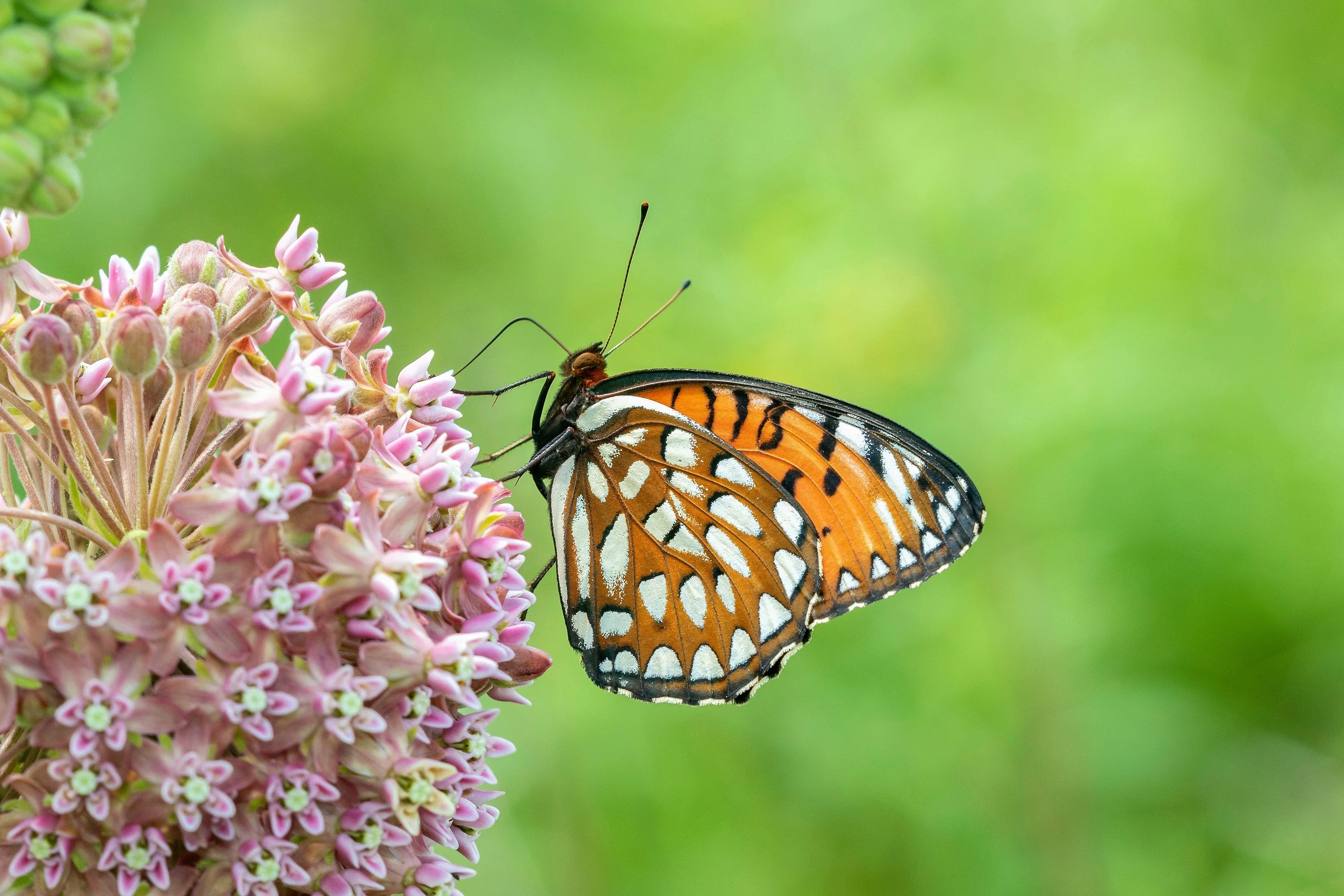 100 PINK MILKWEED Common Asclepias Syriaca Monarch Flower Seeds - Image 12