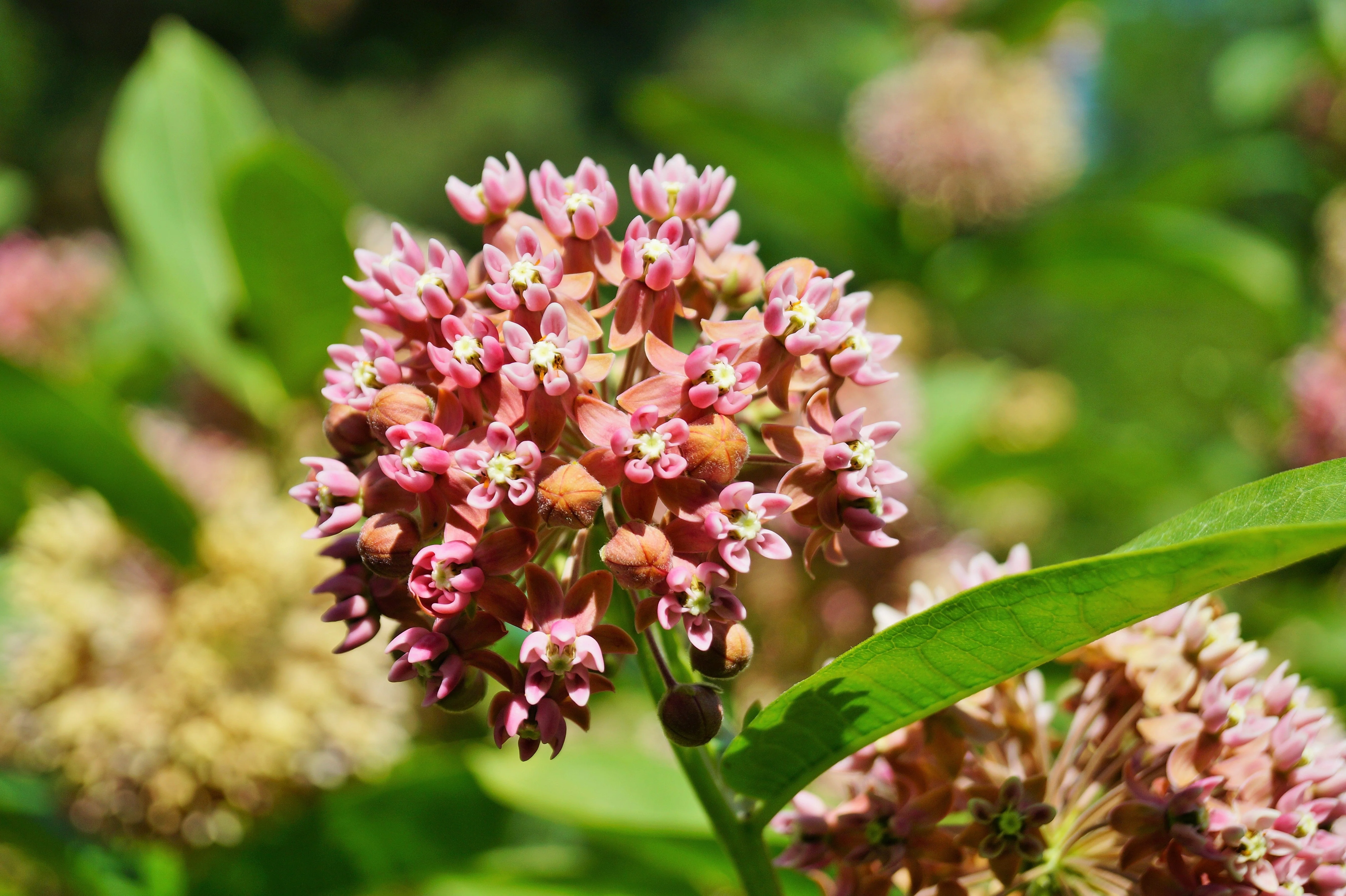 100 PINK MILKWEED Common Asclepias Syriaca Monarch Flower Seeds - Image 9