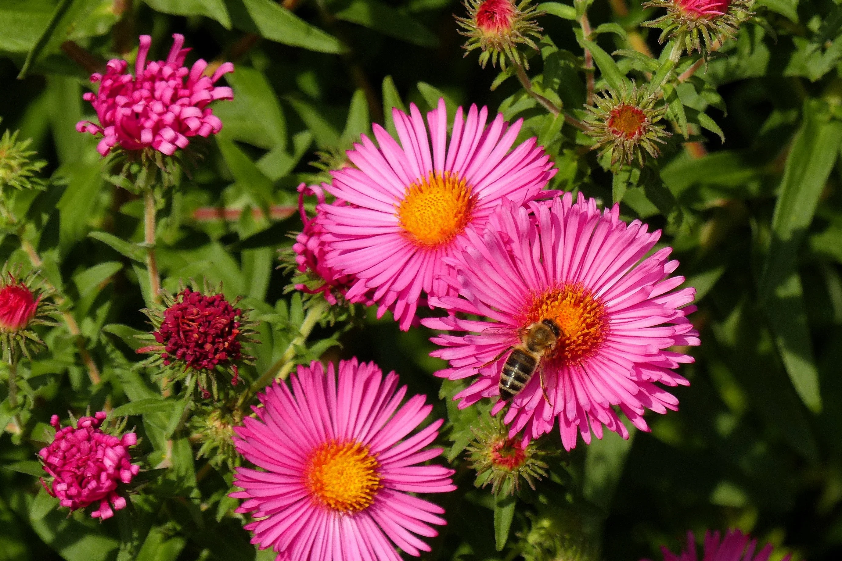 100 Pink NEW ENGLAND ASTER Aster Novae var Angliae Flower Seeds - Image 4