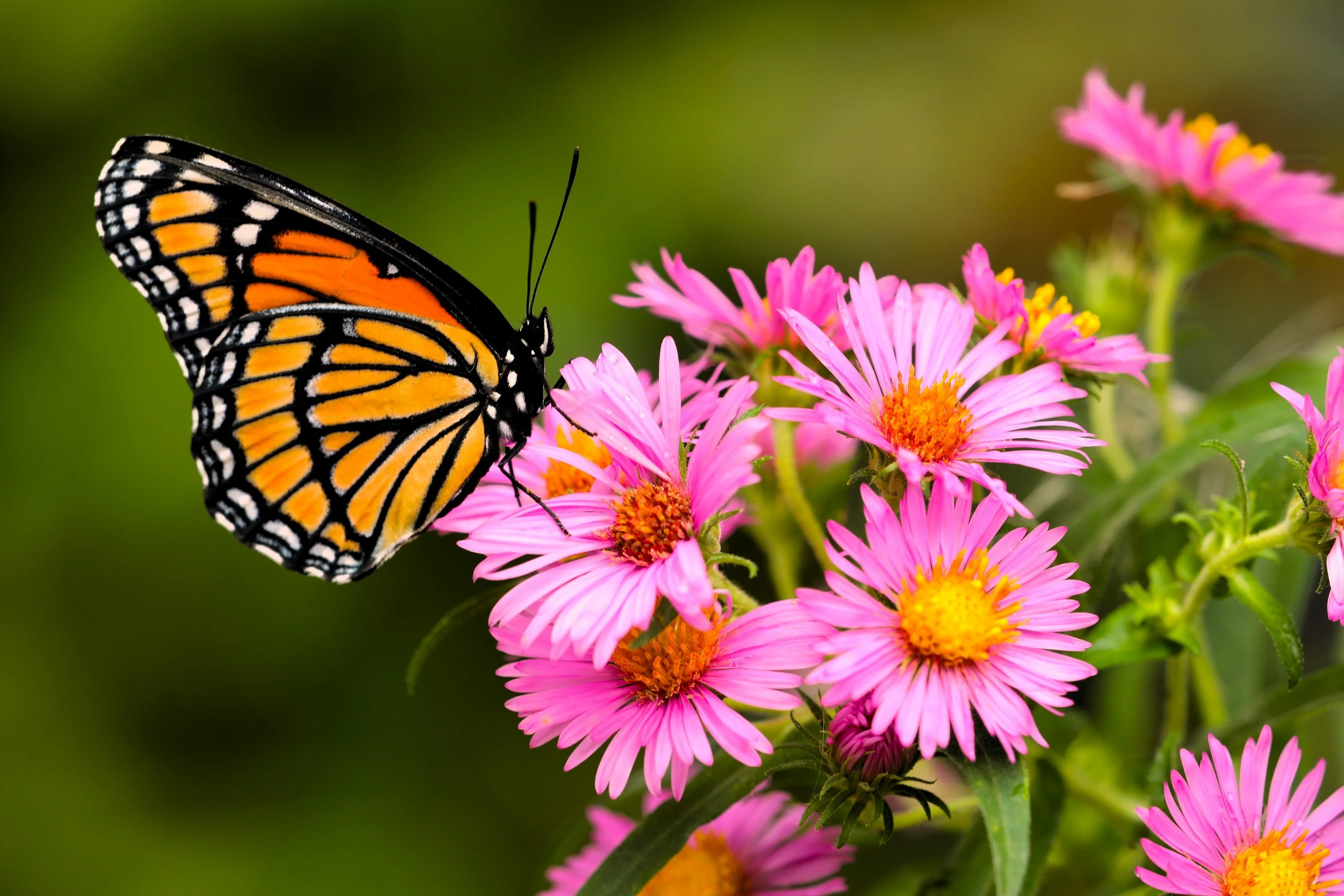 100 Pink NEW ENGLAND ASTER Aster Novae var Angliae Flower Seeds - Image 5
