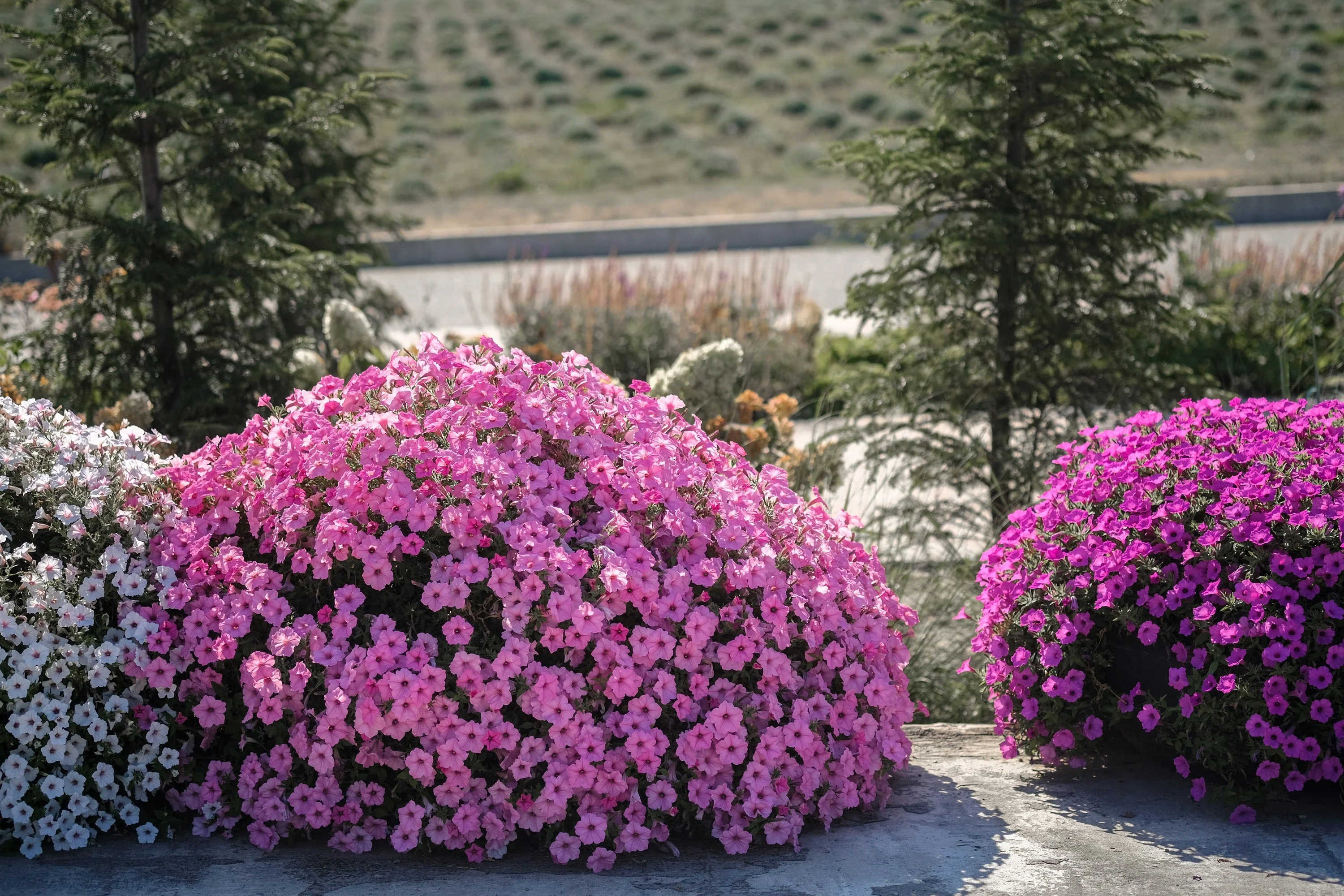 100 PINK PETUNIA Hybrida Pollinator Garden Container Flower Seeds - Image 5