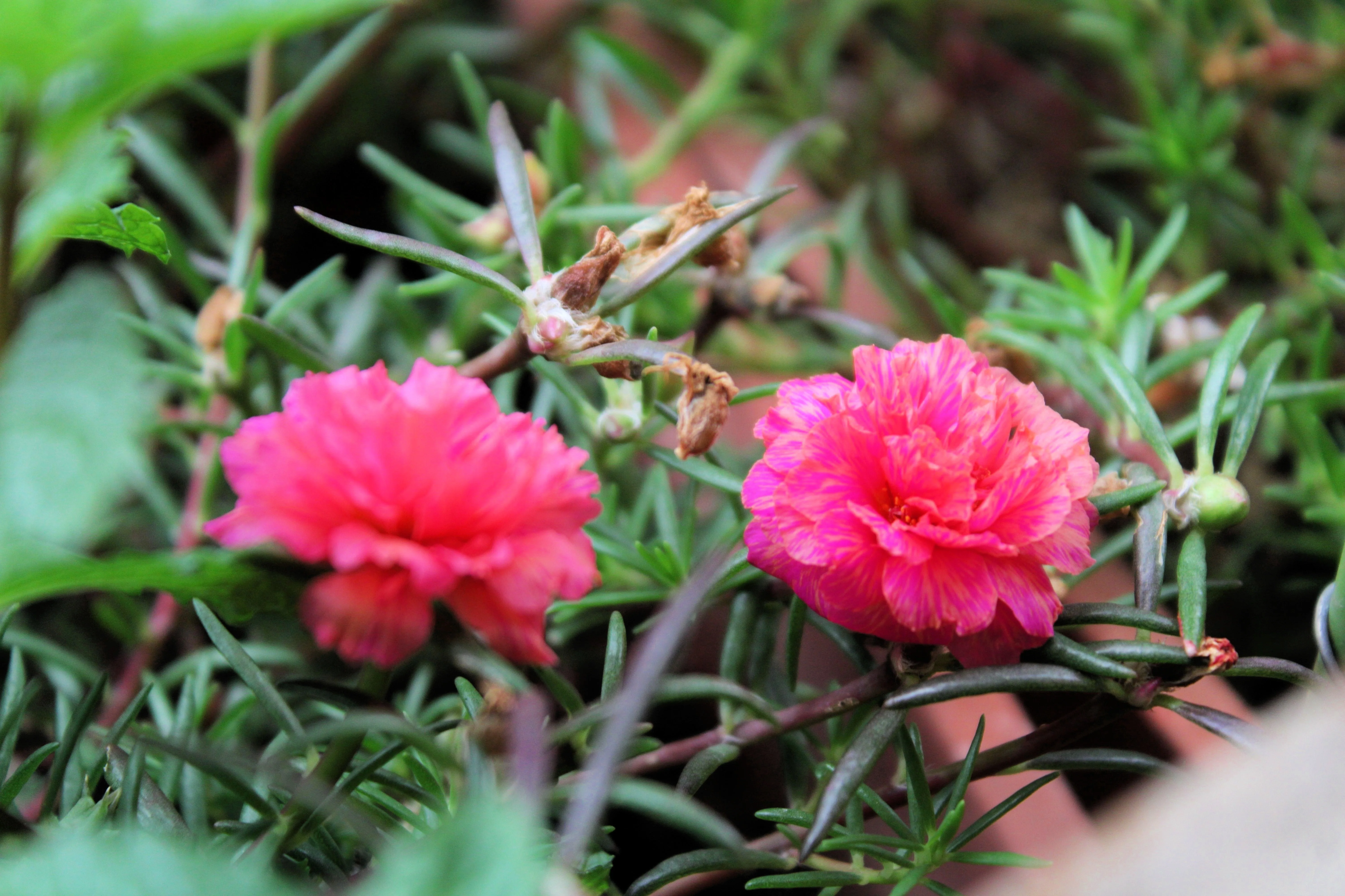 100 Pink PORTULACA Grandiflora / MOSS ROSE Flower Seeds - Image 6