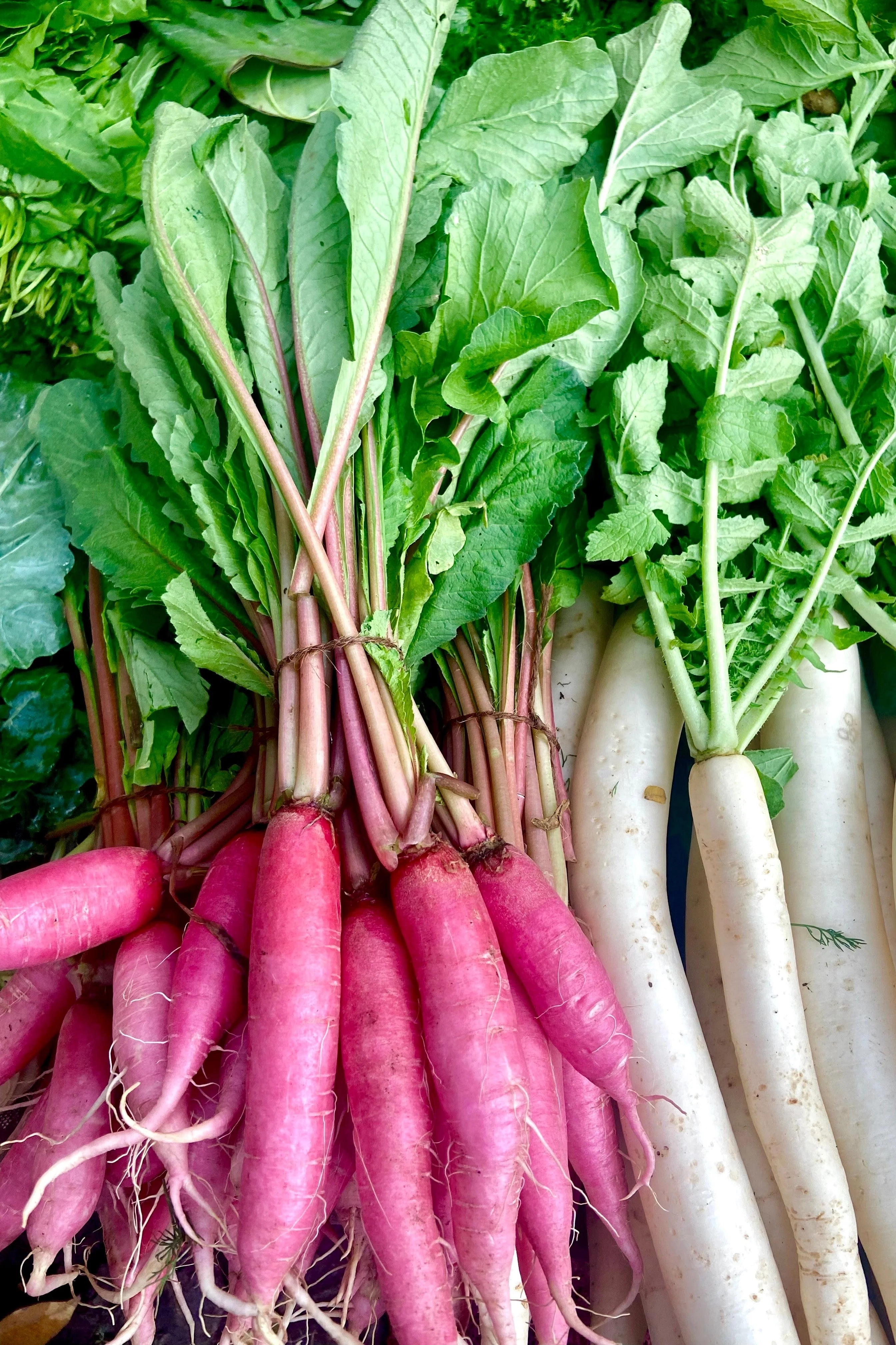 100 PINK SUMMERSICLE RADISH Raphanus Sativus Root Vegetable Seeds - Image 5