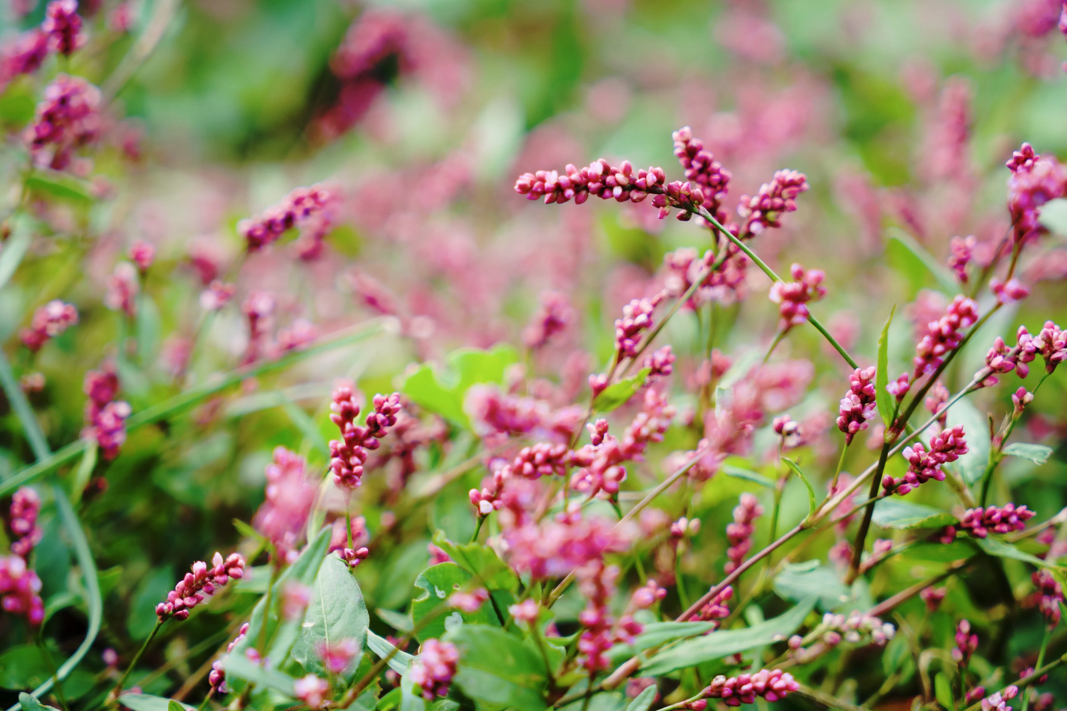100 PINKWEED Smartweed Pink Knotweed Polygonum Wetland Flower Herb Seeds - Image 3