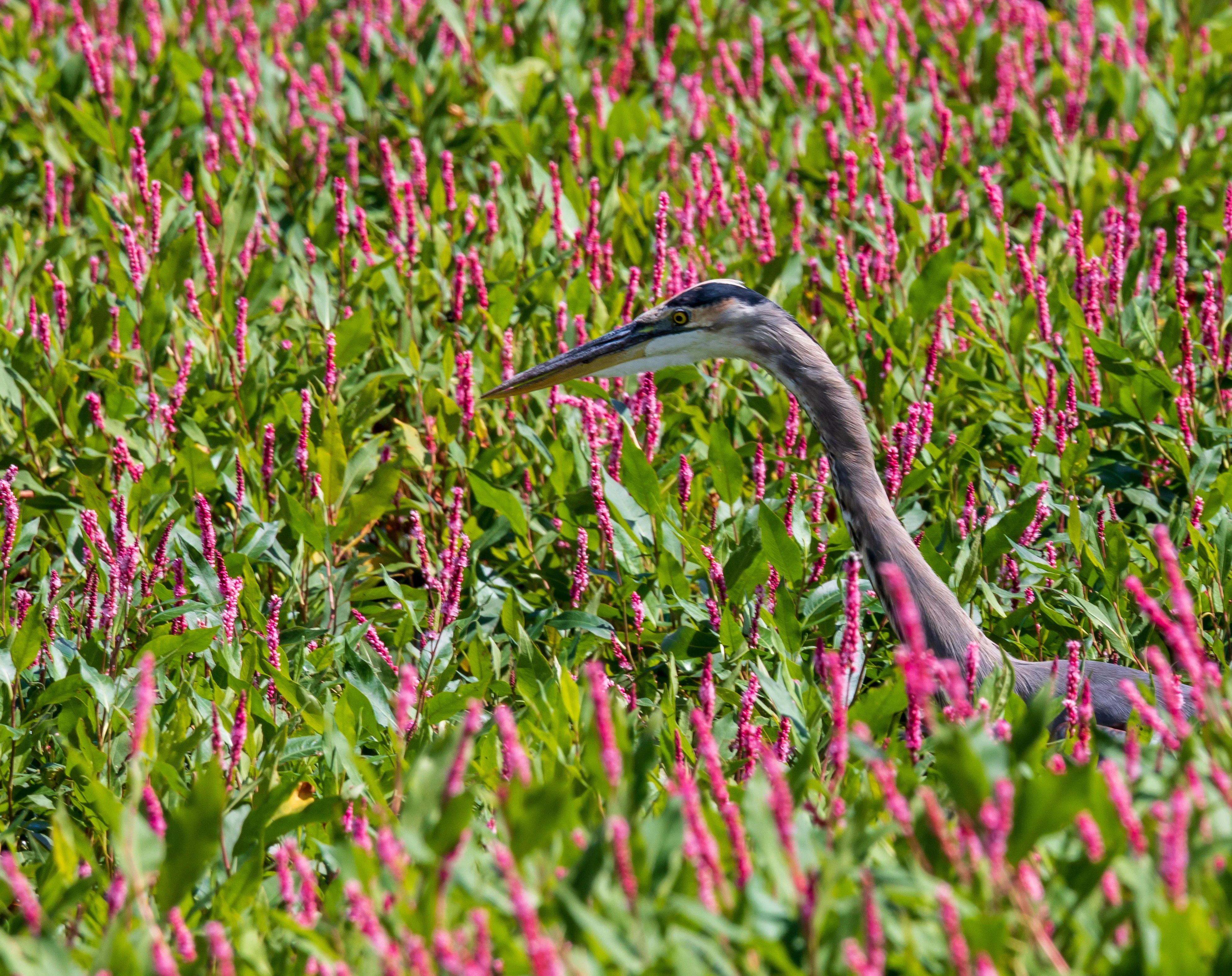 100 PINKWEED Smartweed Pink Knotweed Polygonum Wetland Flower Herb Seeds - Image 5