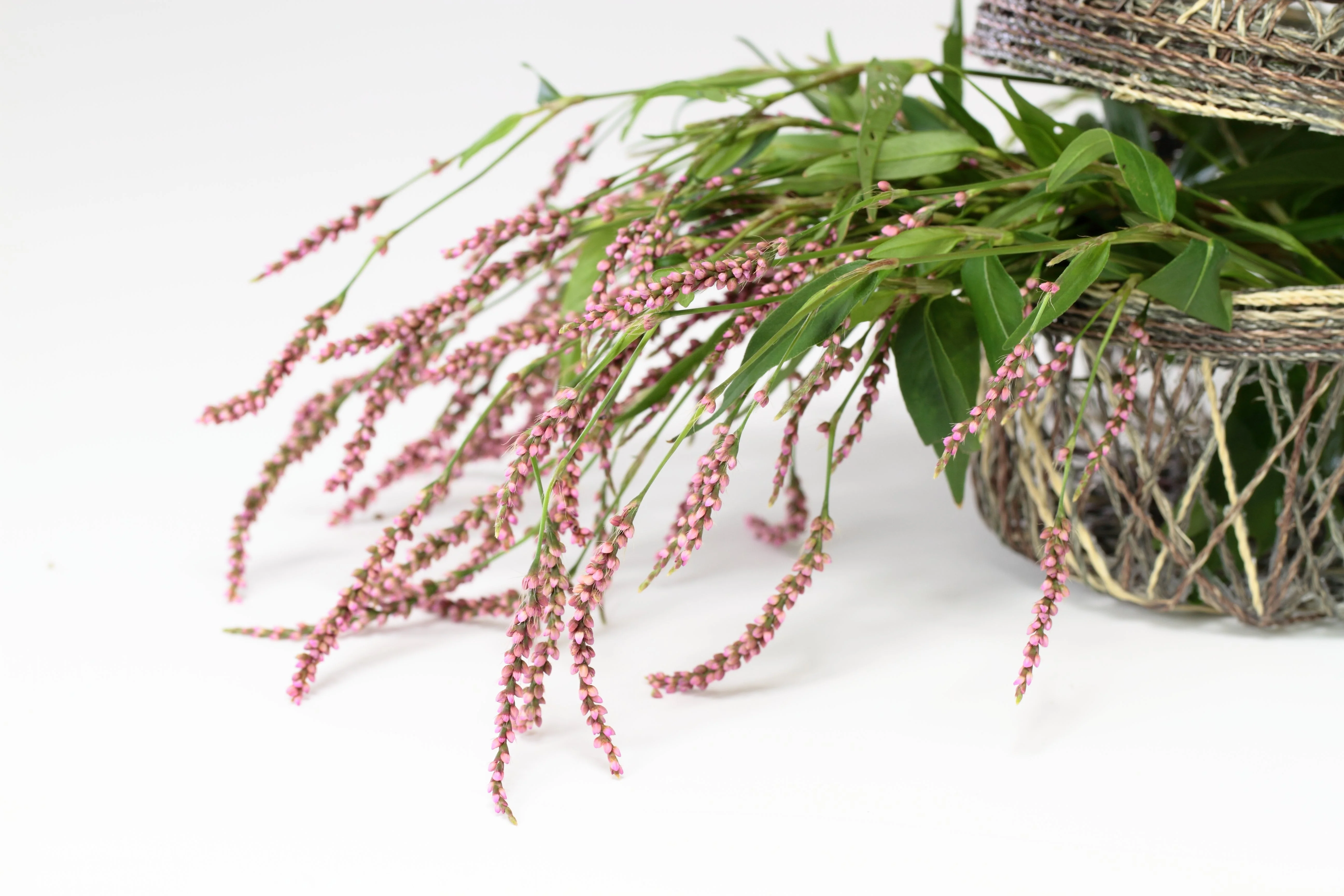 100 PINKWEED Smartweed Pink Knotweed Polygonum Wetland Flower Herb Seeds - Image 7