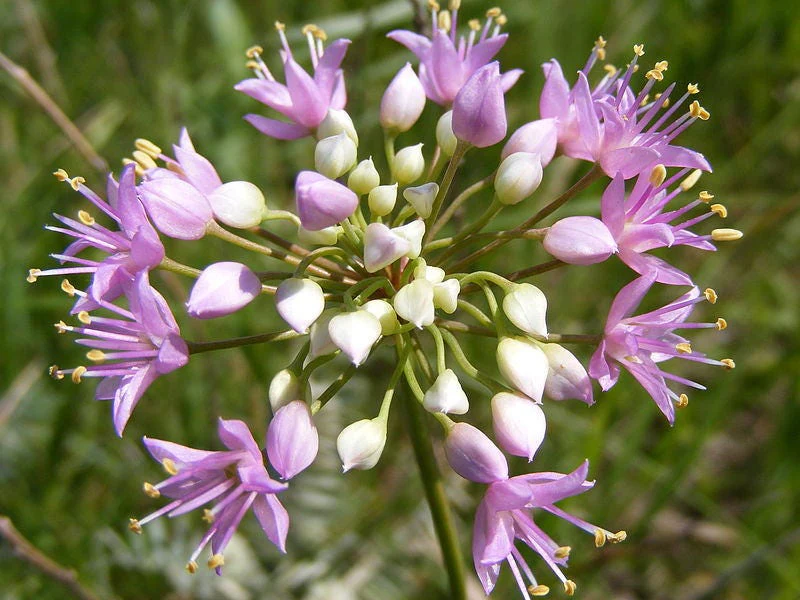 100 PRAIRIE ALLIUM Stellatum Prairie Onion Pink Flower Seeds - Image 2