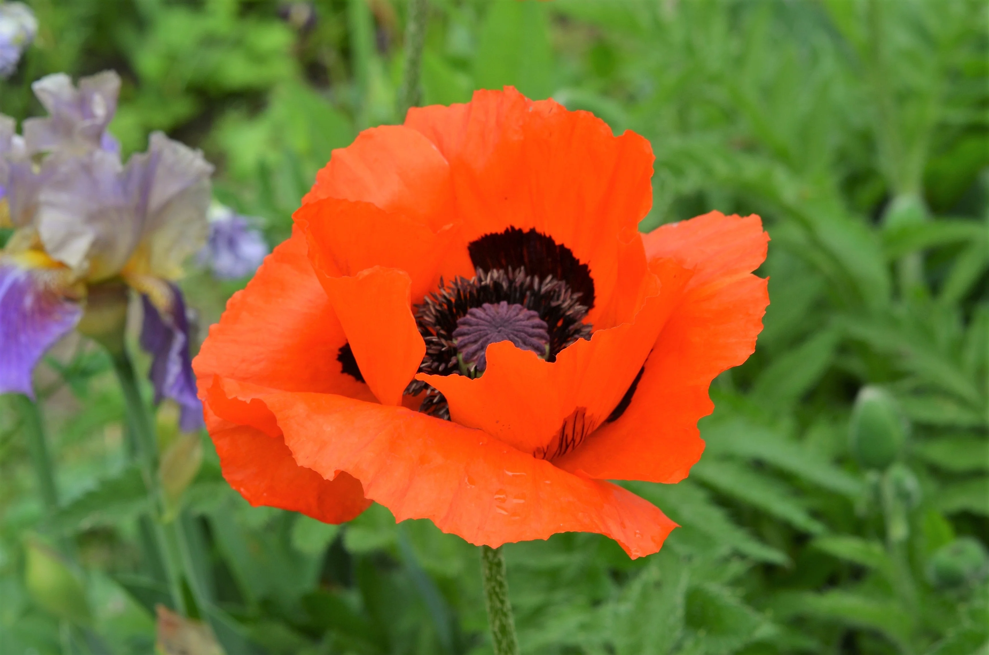 100 PRINCE of ORANGE POPPY Oriental Poppy Papaver Orientale Perennial Flower Seeds - Image 6