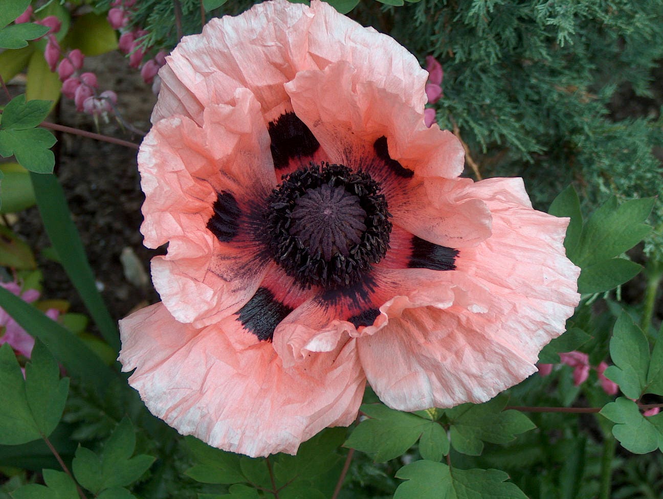 100 Princess Victoria Louise ORIENTAL POPPY Papaver Orientale Flower Seeds - Image 2