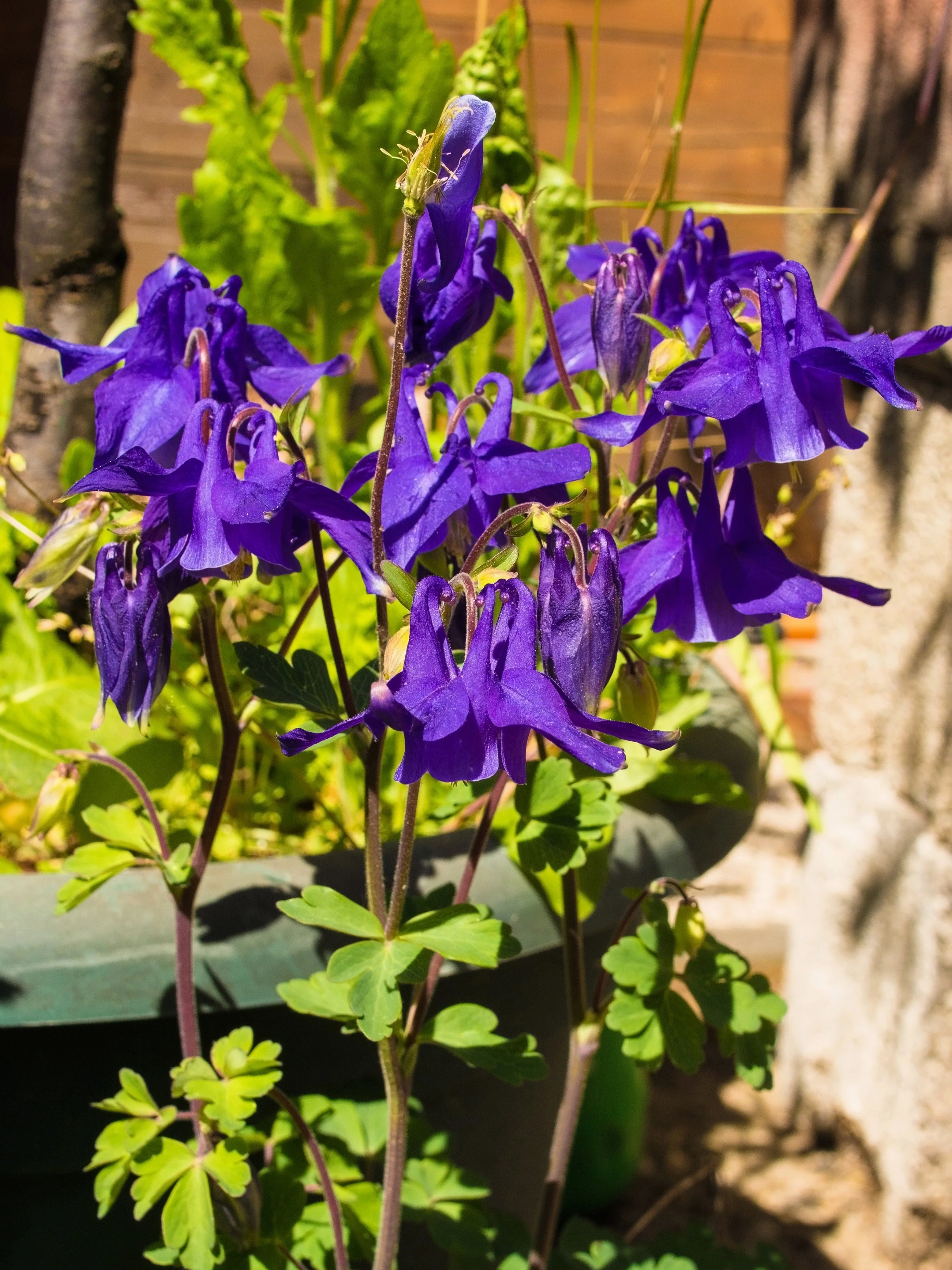 100 PURPLE COLUMBINE Aquilegia Vulgaris Flower Seeds - Image 3