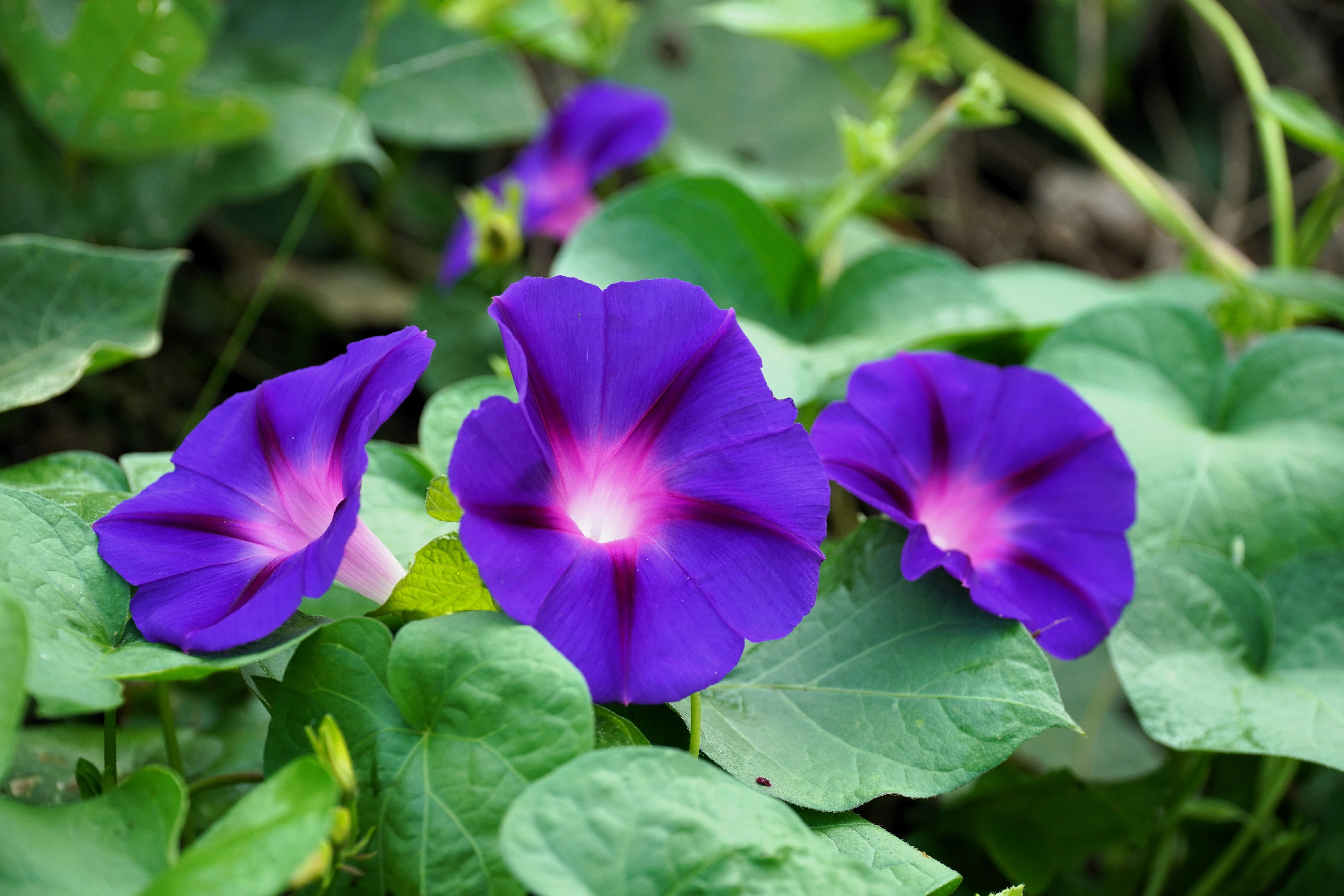 100 PURPLE MORNING GLORY Ipomoea Nil Flower Vine Seeds - Image 4