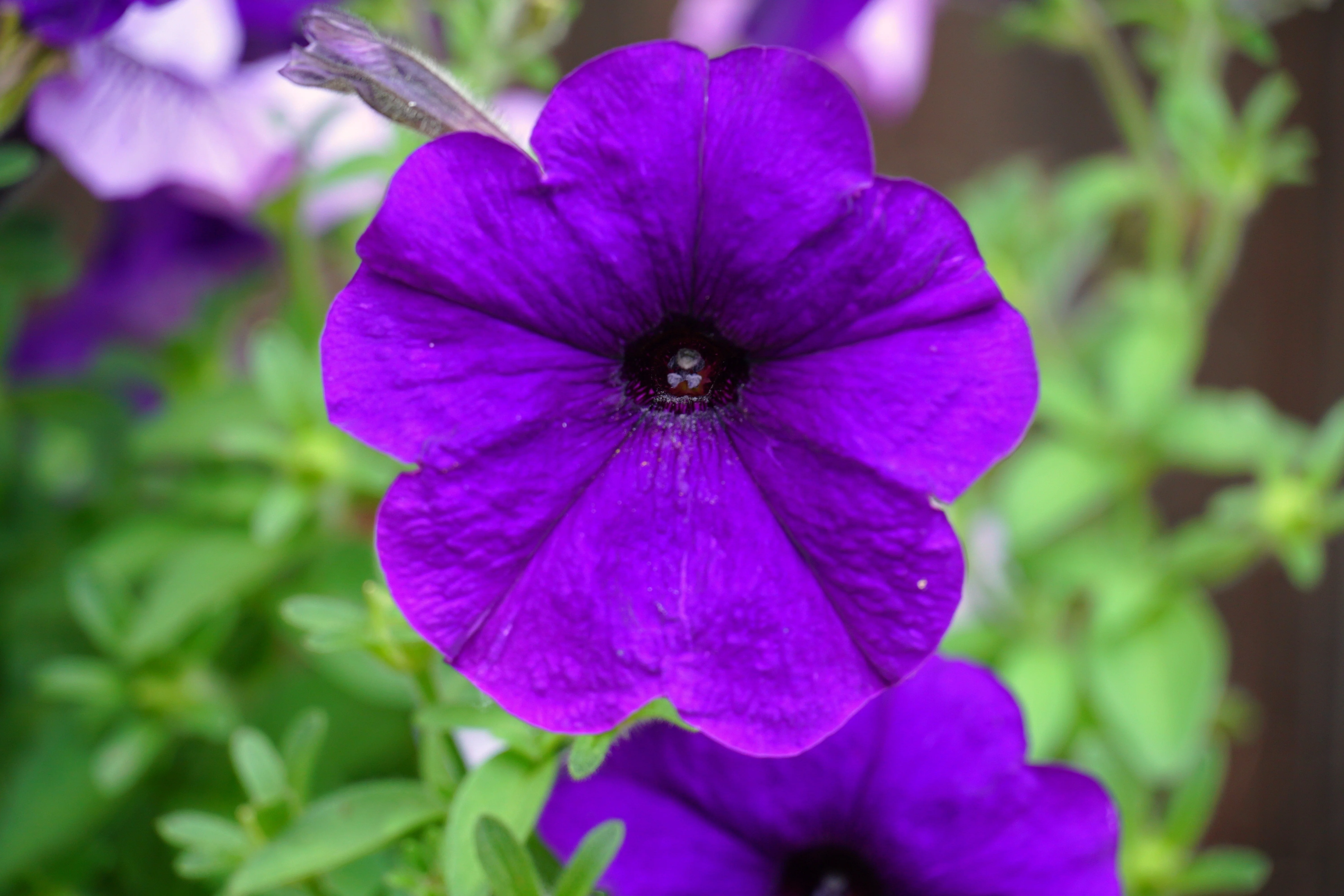 100 PURPLE PETUNIA Hybrida Pollinator Garden Container Flower Seeds - Image 6
