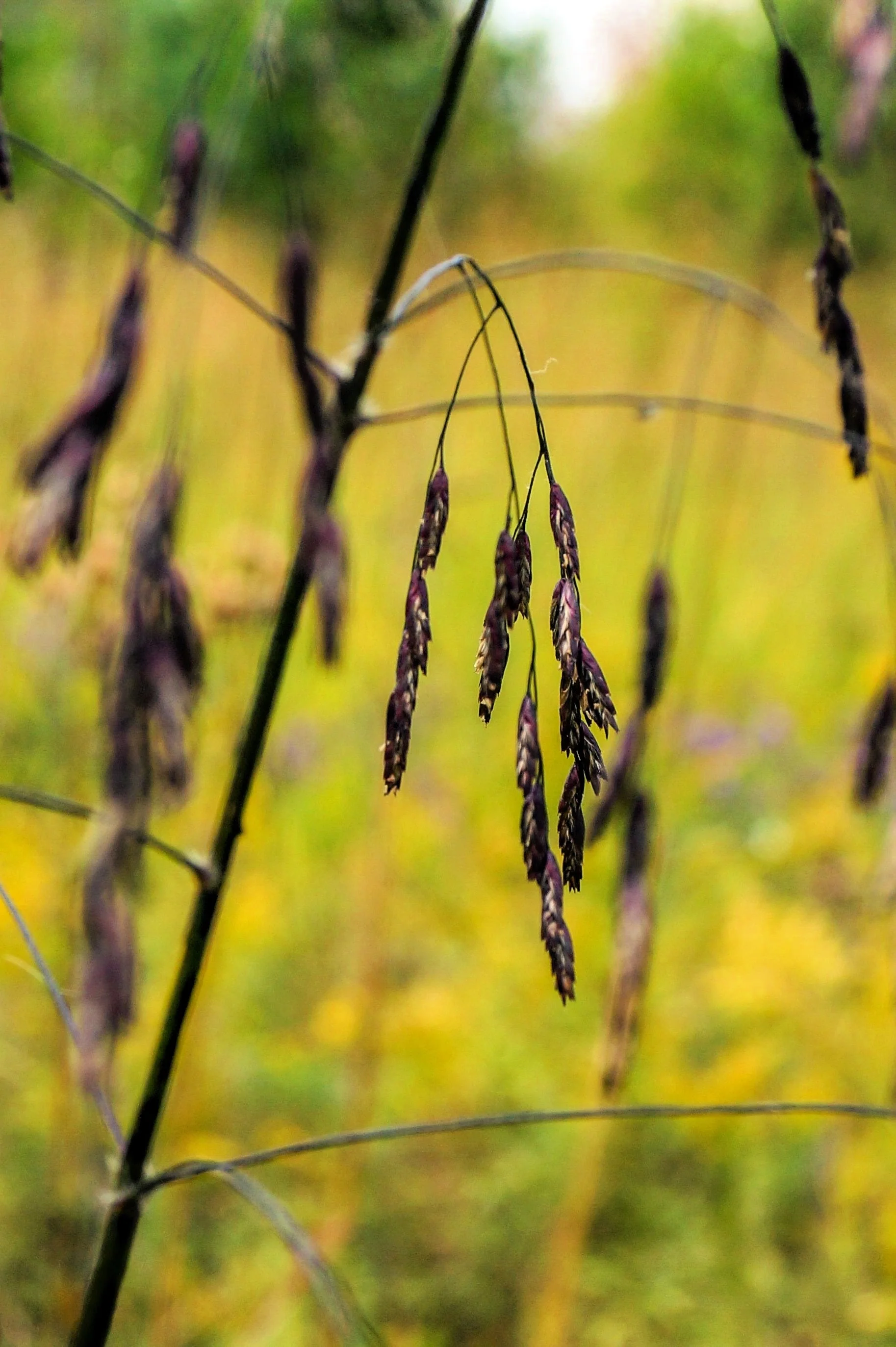 100 PURPLETOP GRASS Purple Tall Red Top Ornamental Triodia Flava Seeds - Image 4