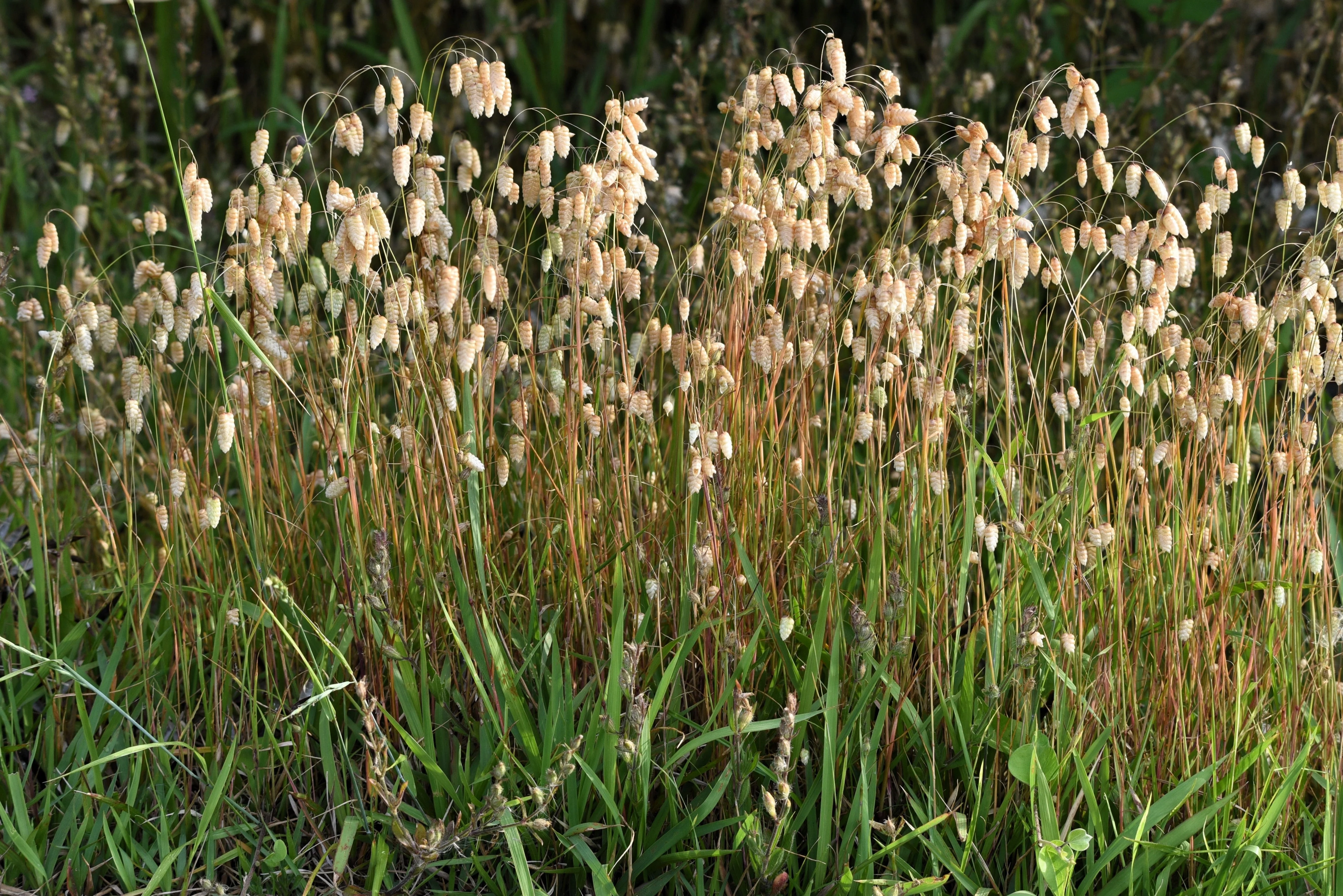 100 QUAKING GRASS (Rattlesnake Grass) Briza Maxima Seeds - Image 12