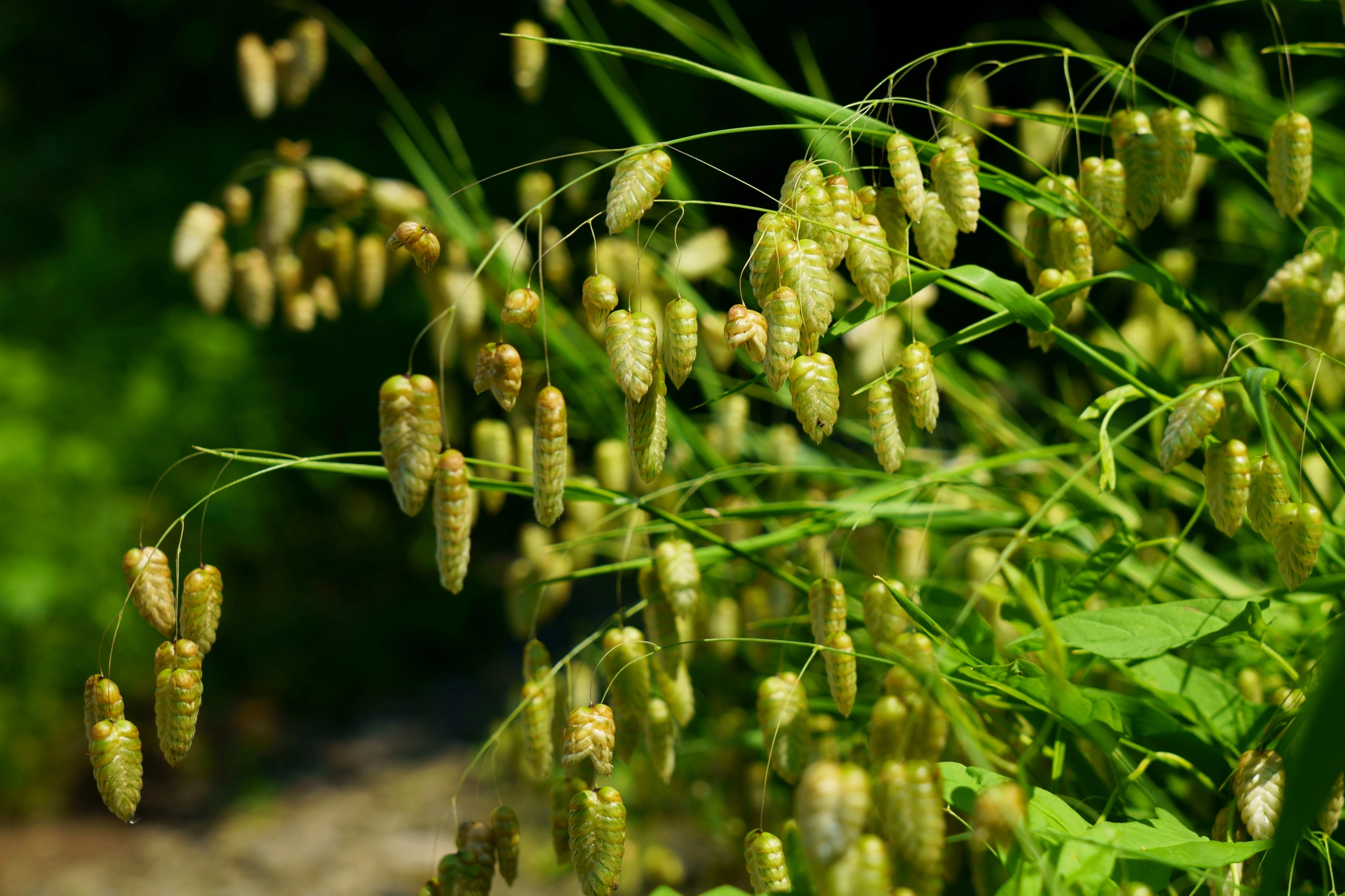 100 QUAKING GRASS (Rattlesnake Grass) Briza Maxima Seeds - Image 3