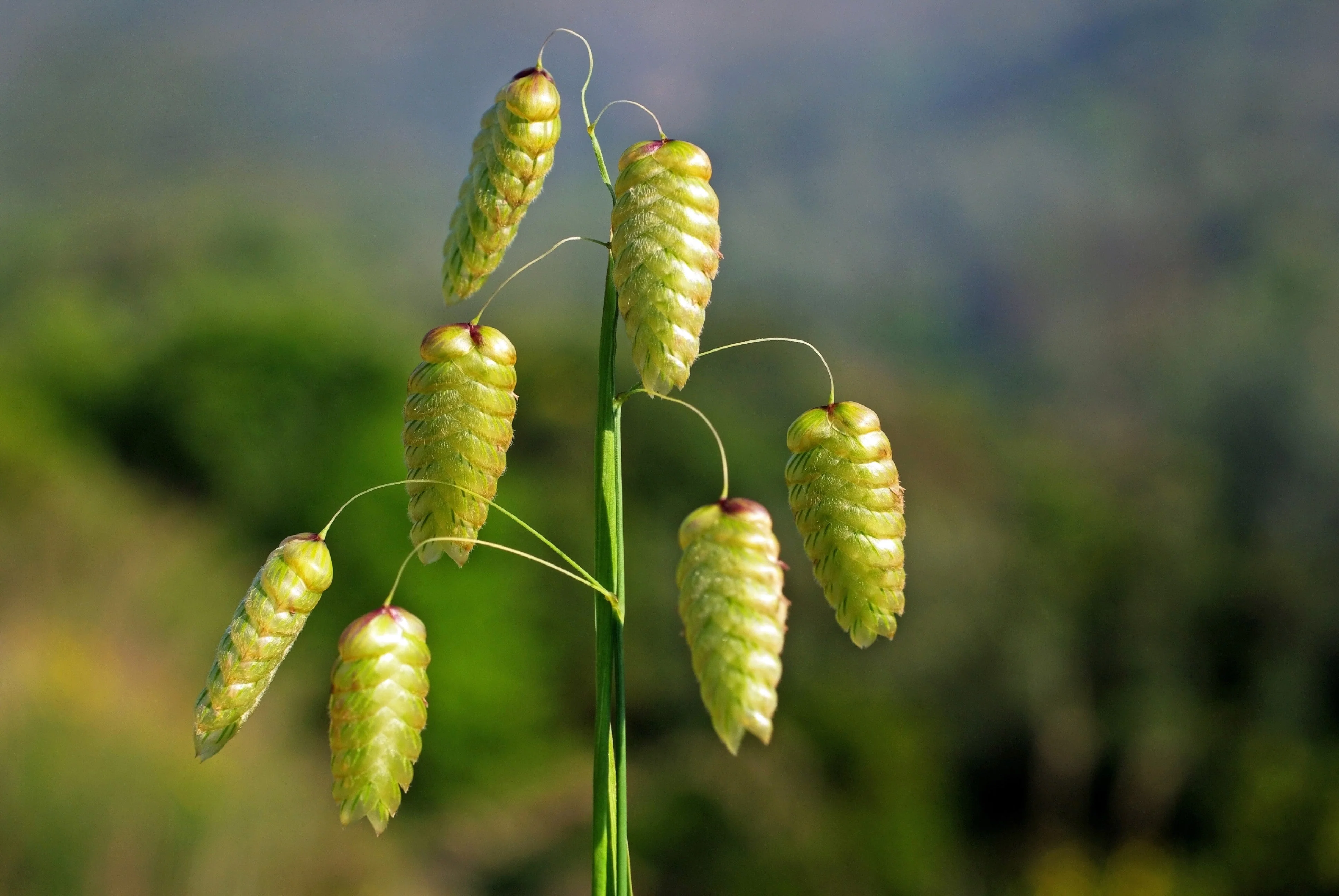 100 QUAKING GRASS (Rattlesnake Grass) Briza Maxima Seeds - Image 7