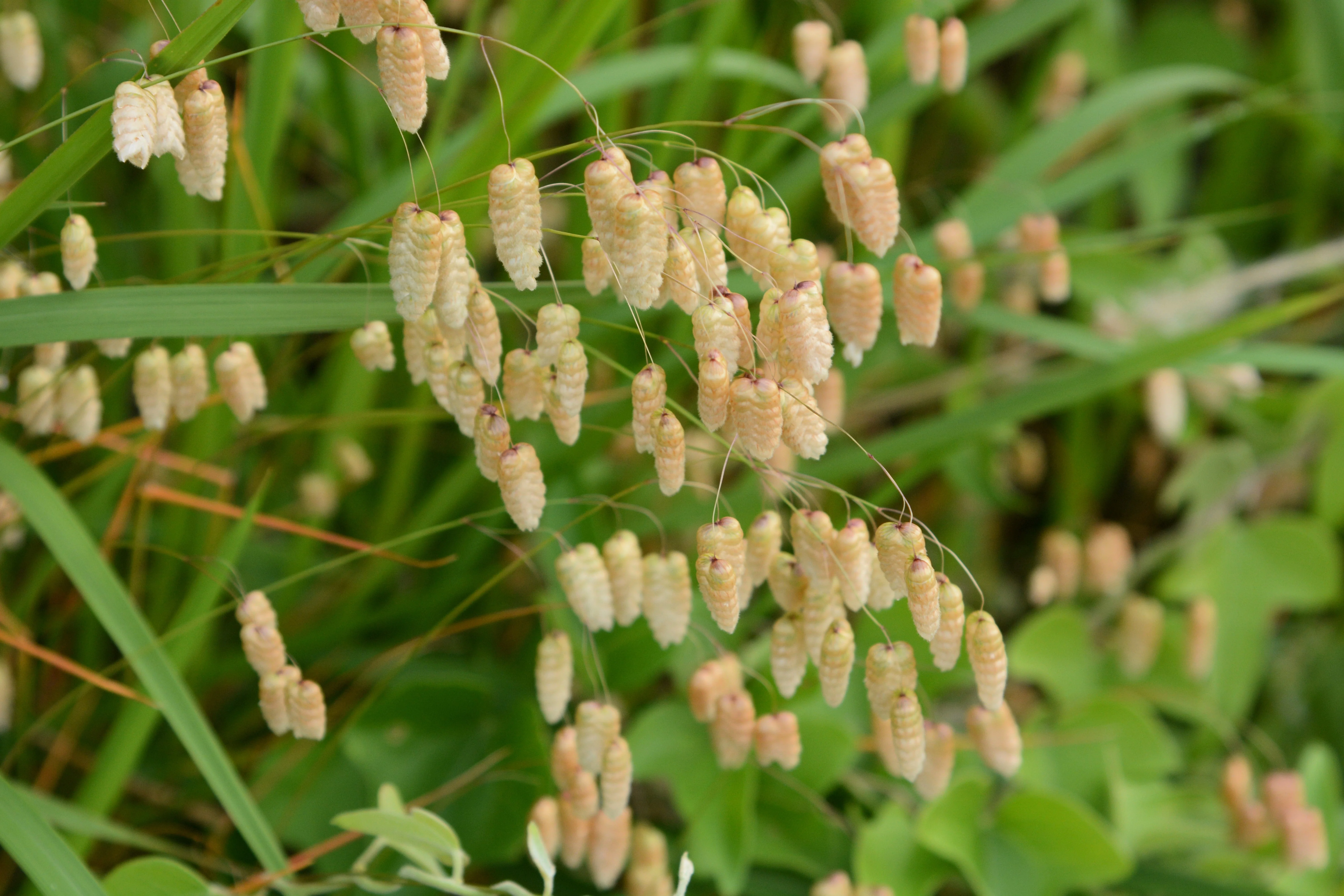 100 QUAKING GRASS (Rattlesnake Grass) Briza Maxima Seeds - Image 9