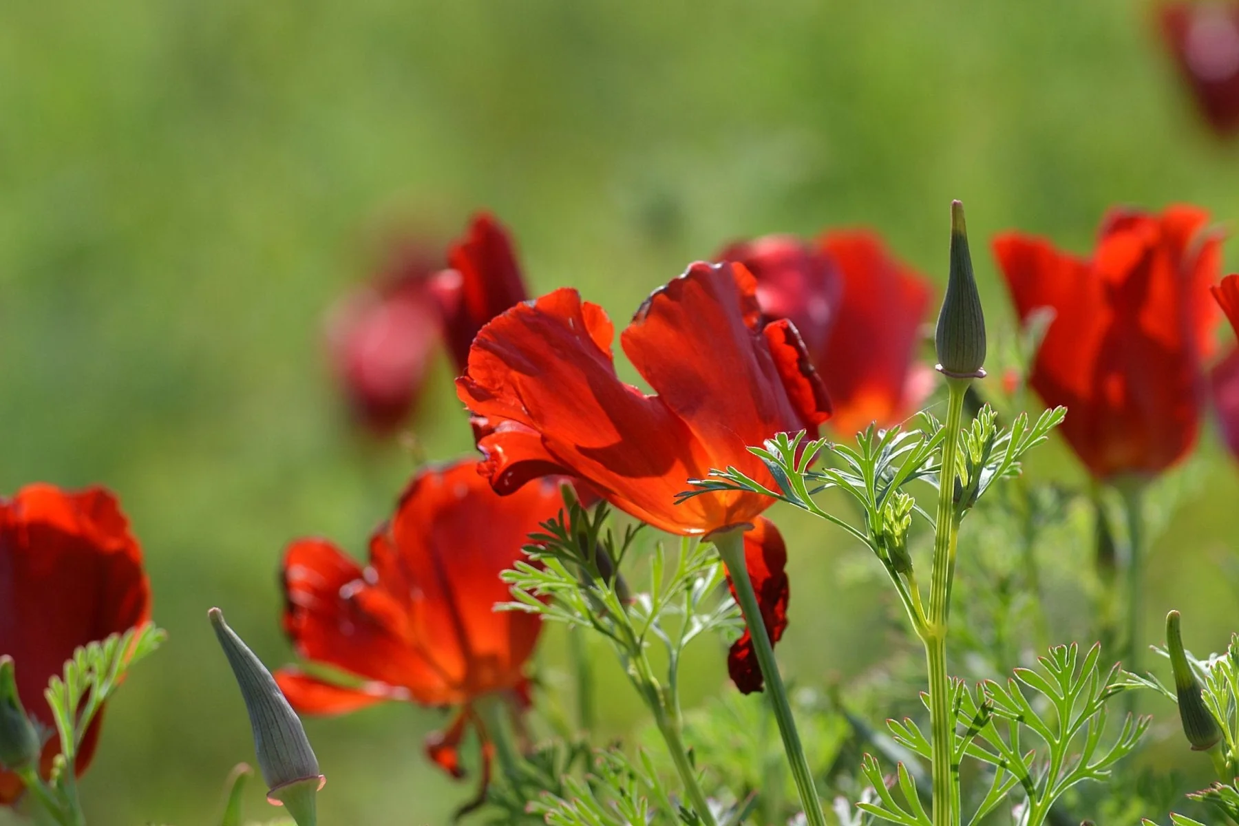 100 RED CALIFORNIA POPPY Eschscholzia Californica Native Flower Seeds - Image 6