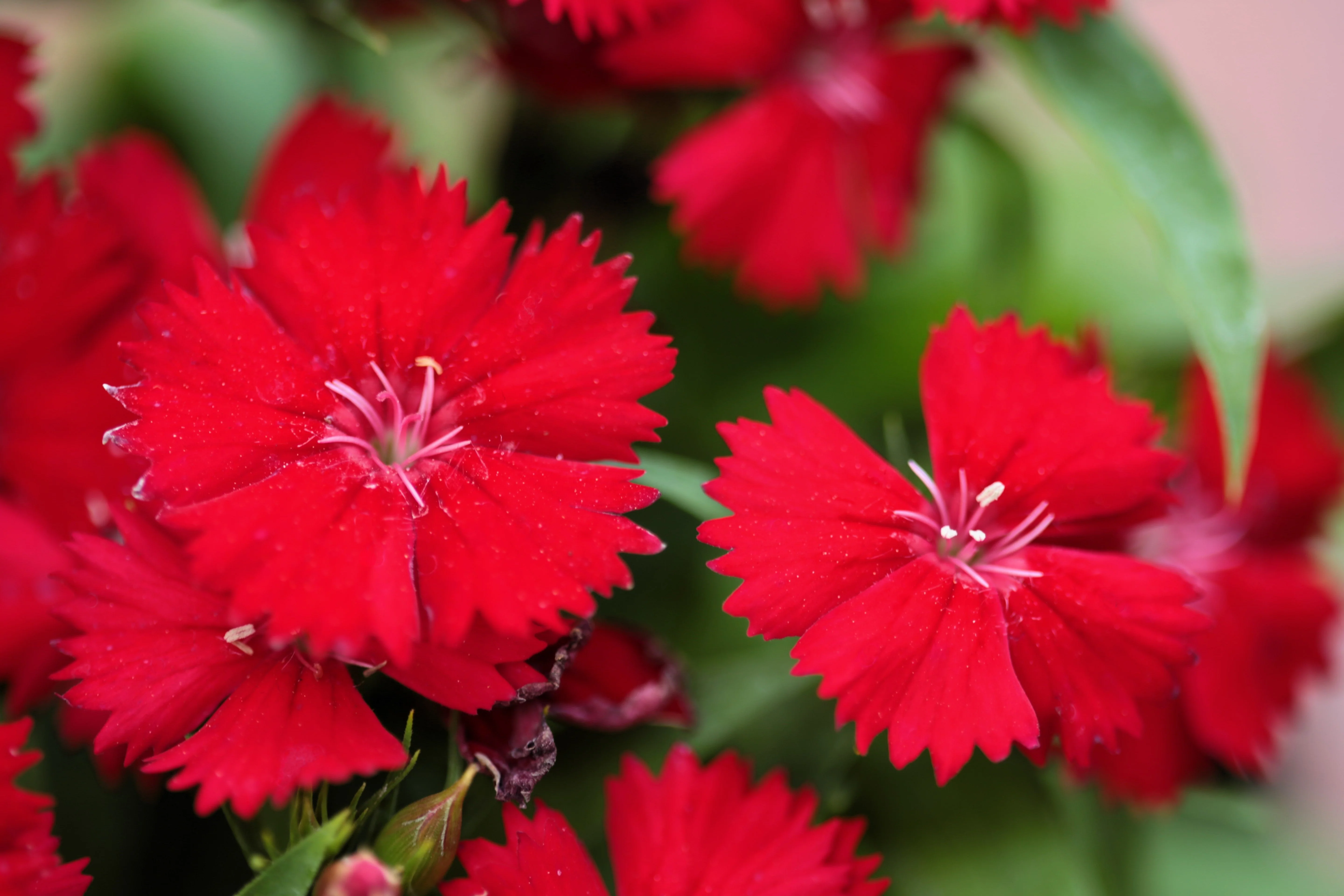 100 RED CARDINAL DIANTHUS Deltoides Flower Seeds - Image 3