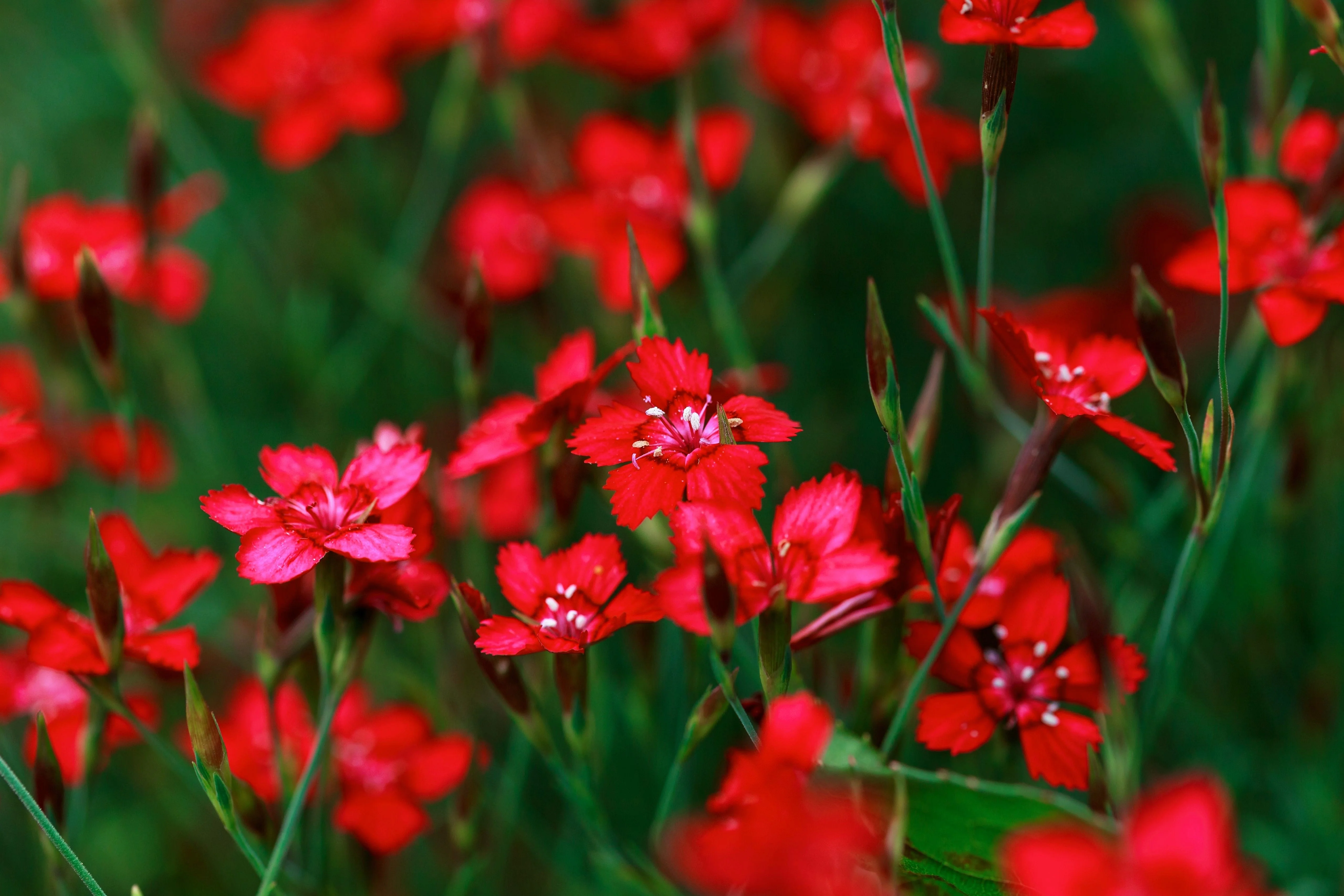 100 RED CARDINAL DIANTHUS Deltoides Flower Seeds - Image 9