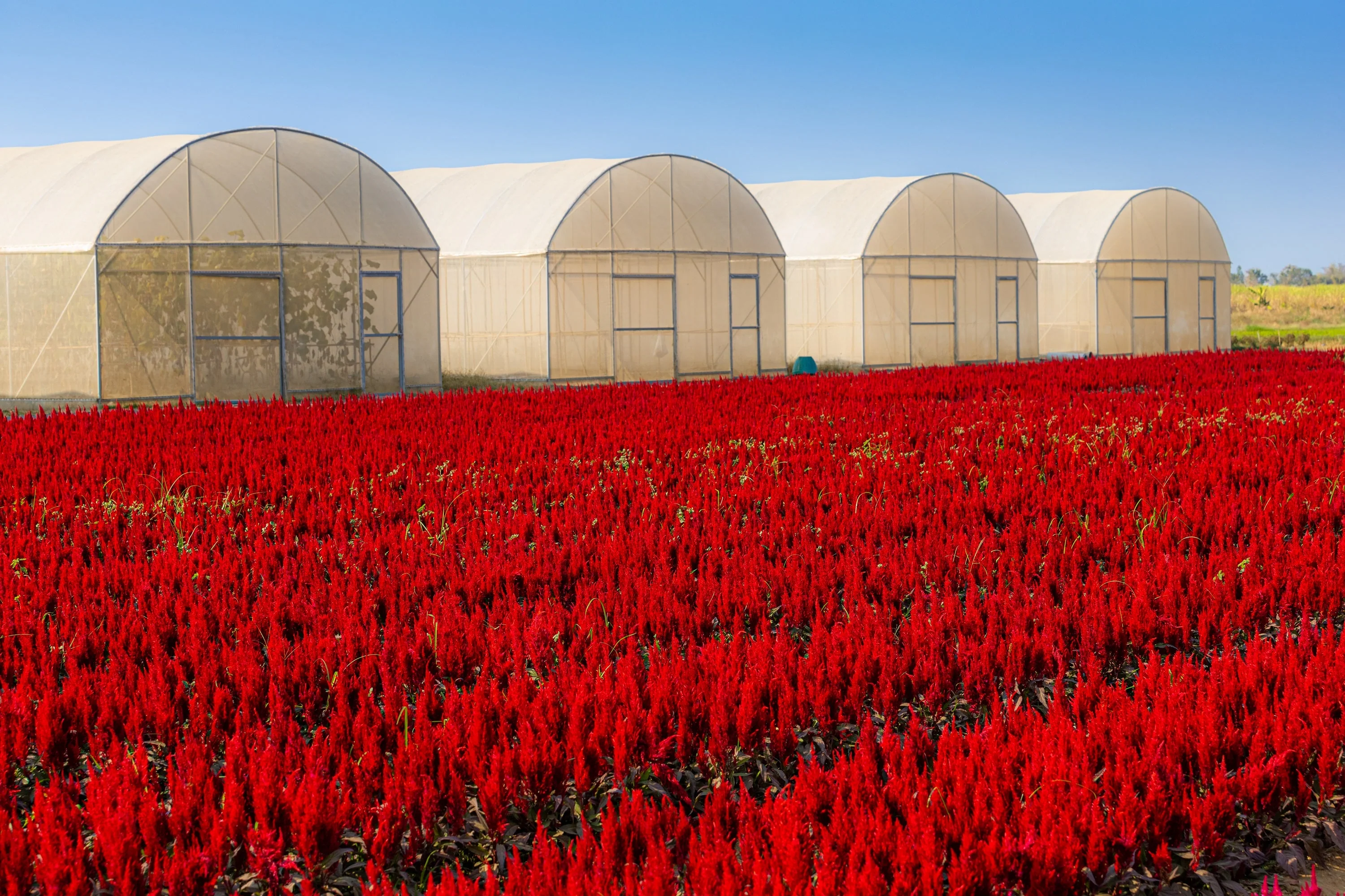 100 RED Forest Fire COCKSCOMB CELOSIA Plumosa Seeds - Image 8