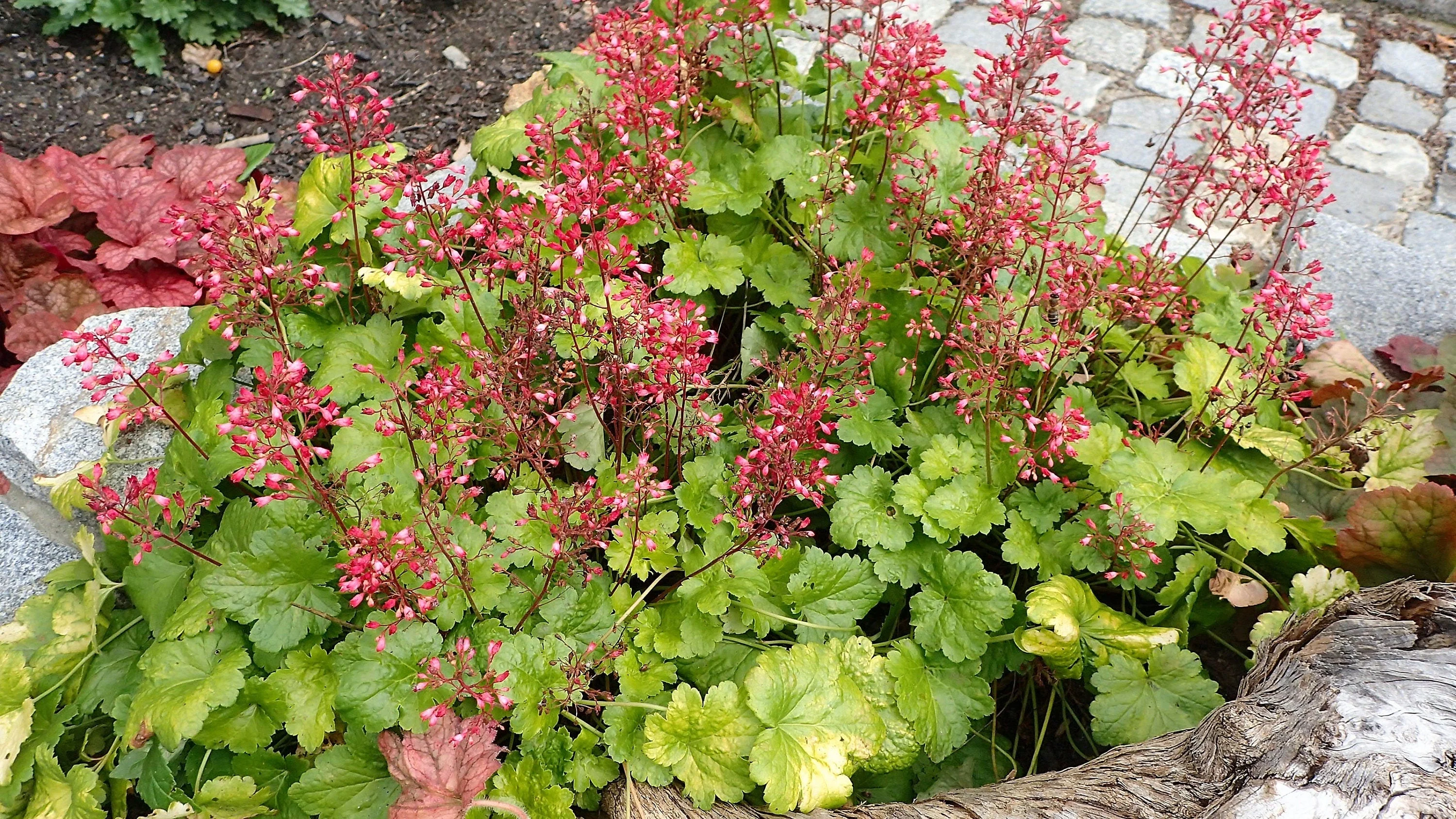 100 Red HEUCHERA SPLENDENS Coral Bells Heuchera Sanguinea Sanguineum Shade Flower Seeds - Image 4
