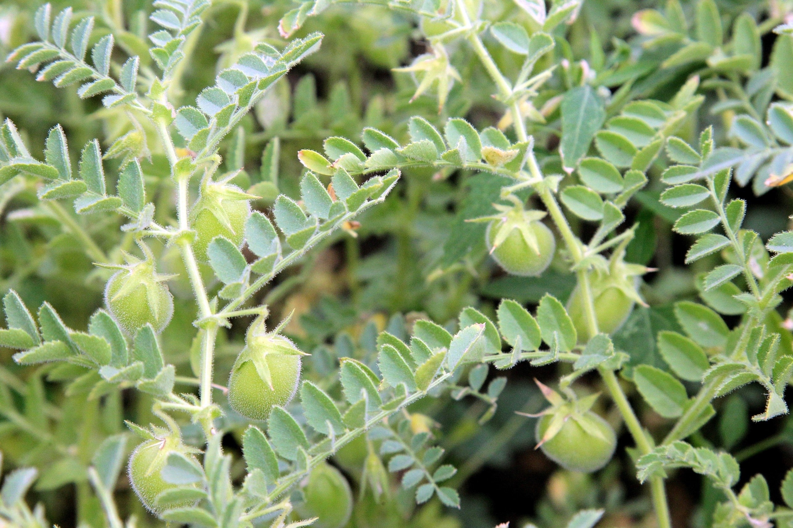 100 RED LENTIL Lens Culinaris Vegetable Seeds - Image 2