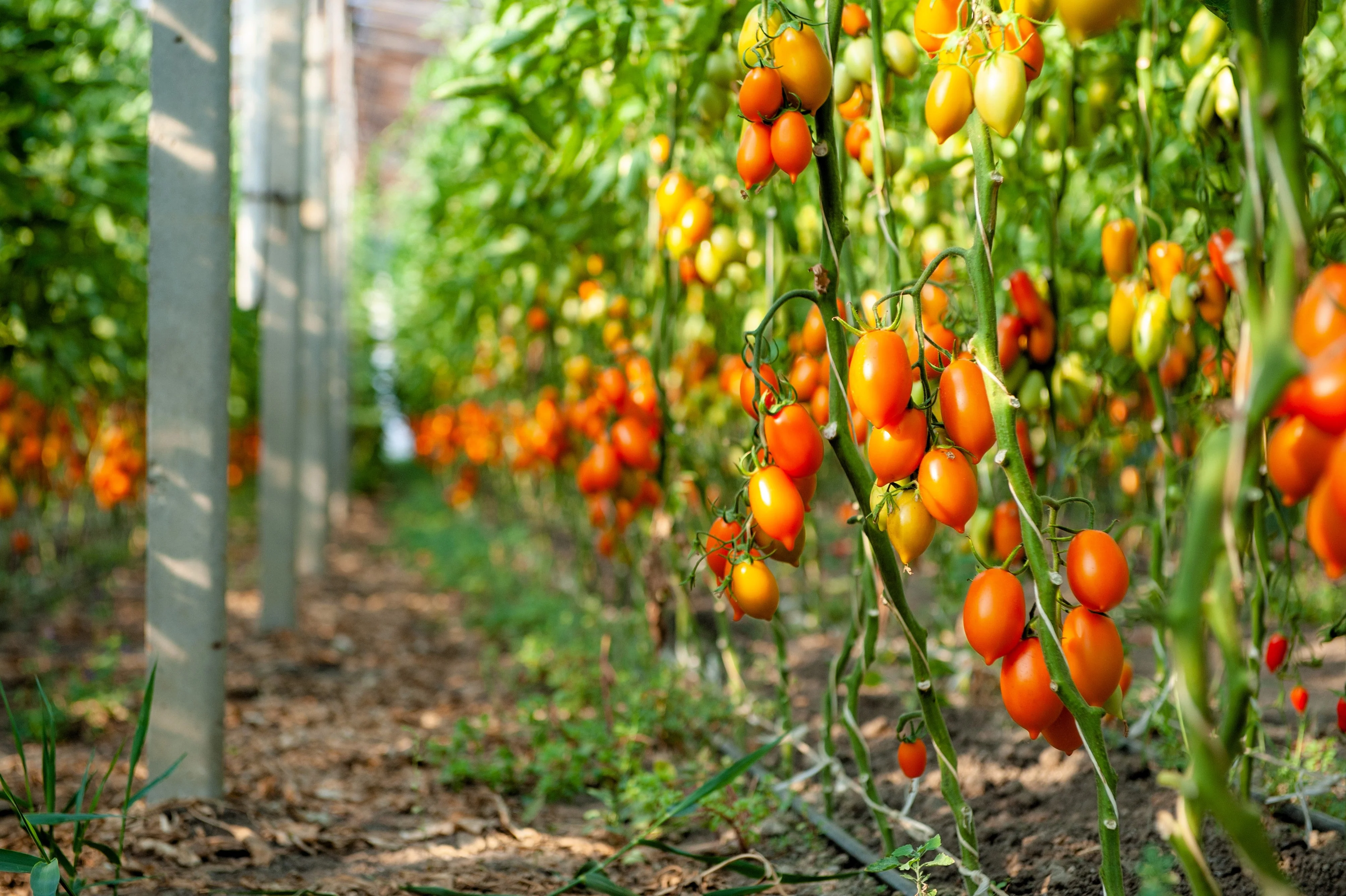 100 RED PEAR TOMATO Lycopersicon Heirloom Indeterminate Fruit Vegetable Seeds - Image 3