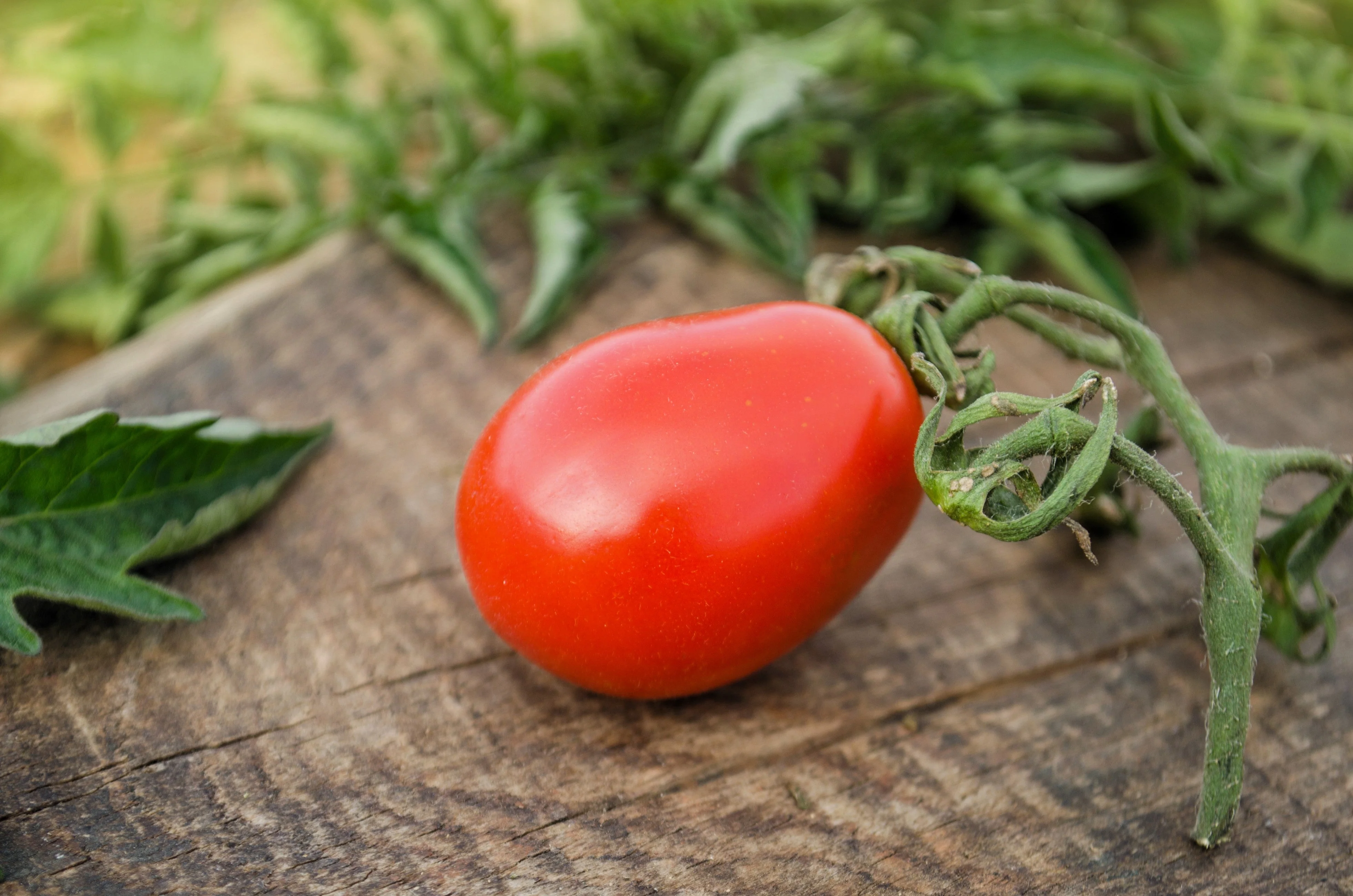 100 RED PEAR TOMATO Lycopersicon Heirloom Indeterminate Fruit Vegetable Seeds - Image 5