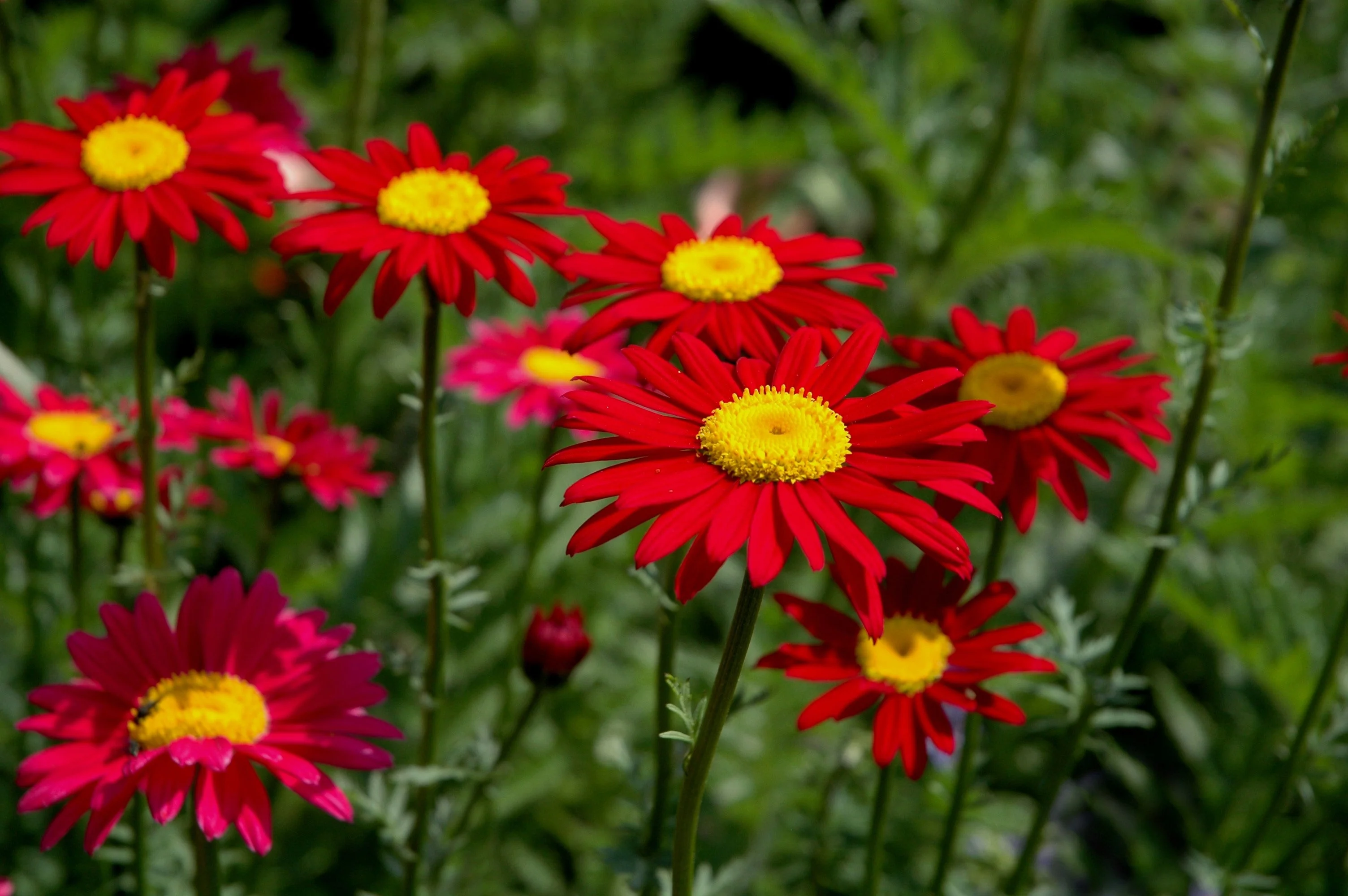 100 RED ROBINSONS DAISY Painted Chrysanthemum Coccineum Pyrethrum Flower Seeds - Image 3
