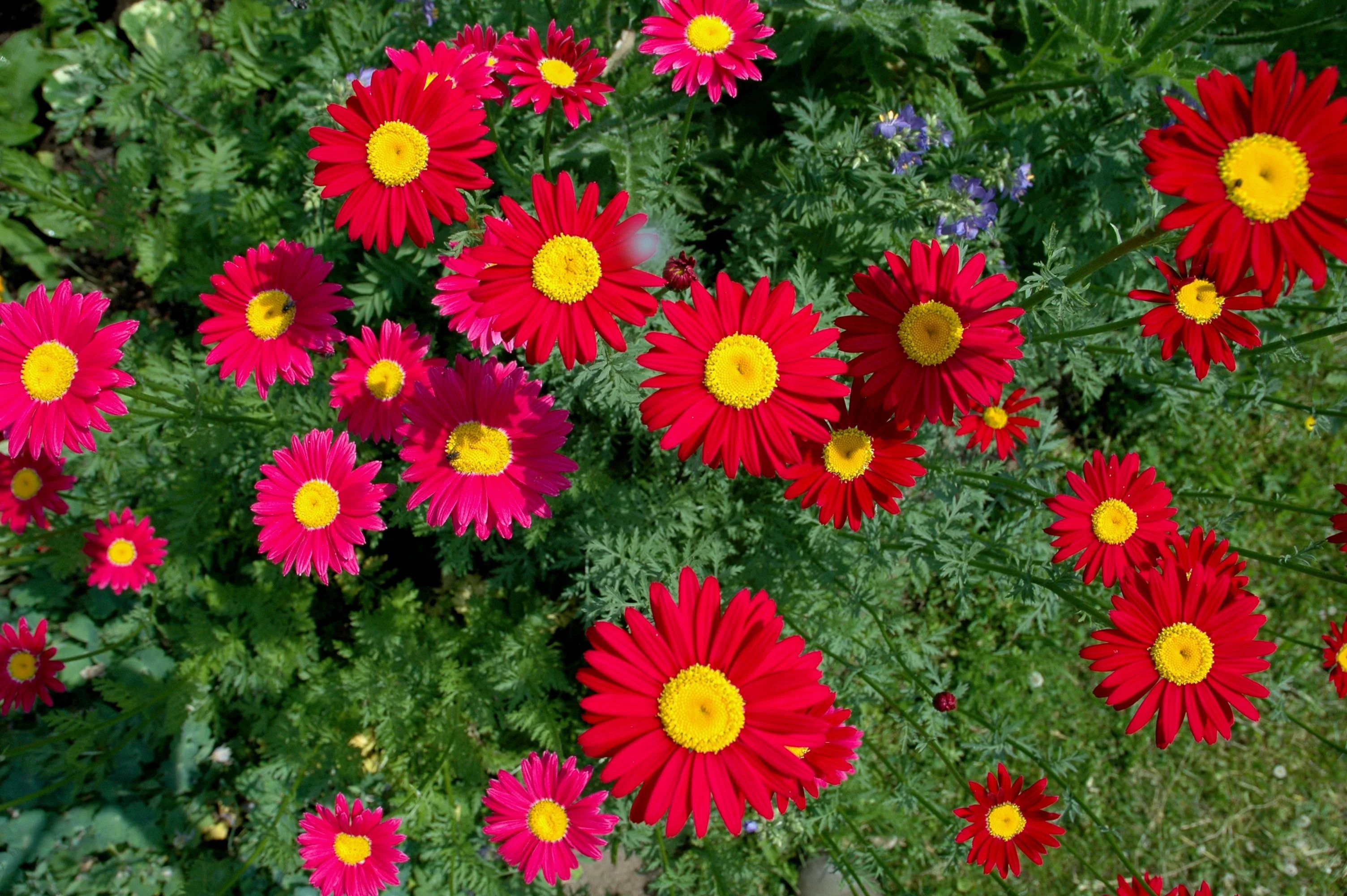 100 RED ROBINSONS DAISY Painted Chrysanthemum Coccineum Pyrethrum Flower Seeds - Image 4