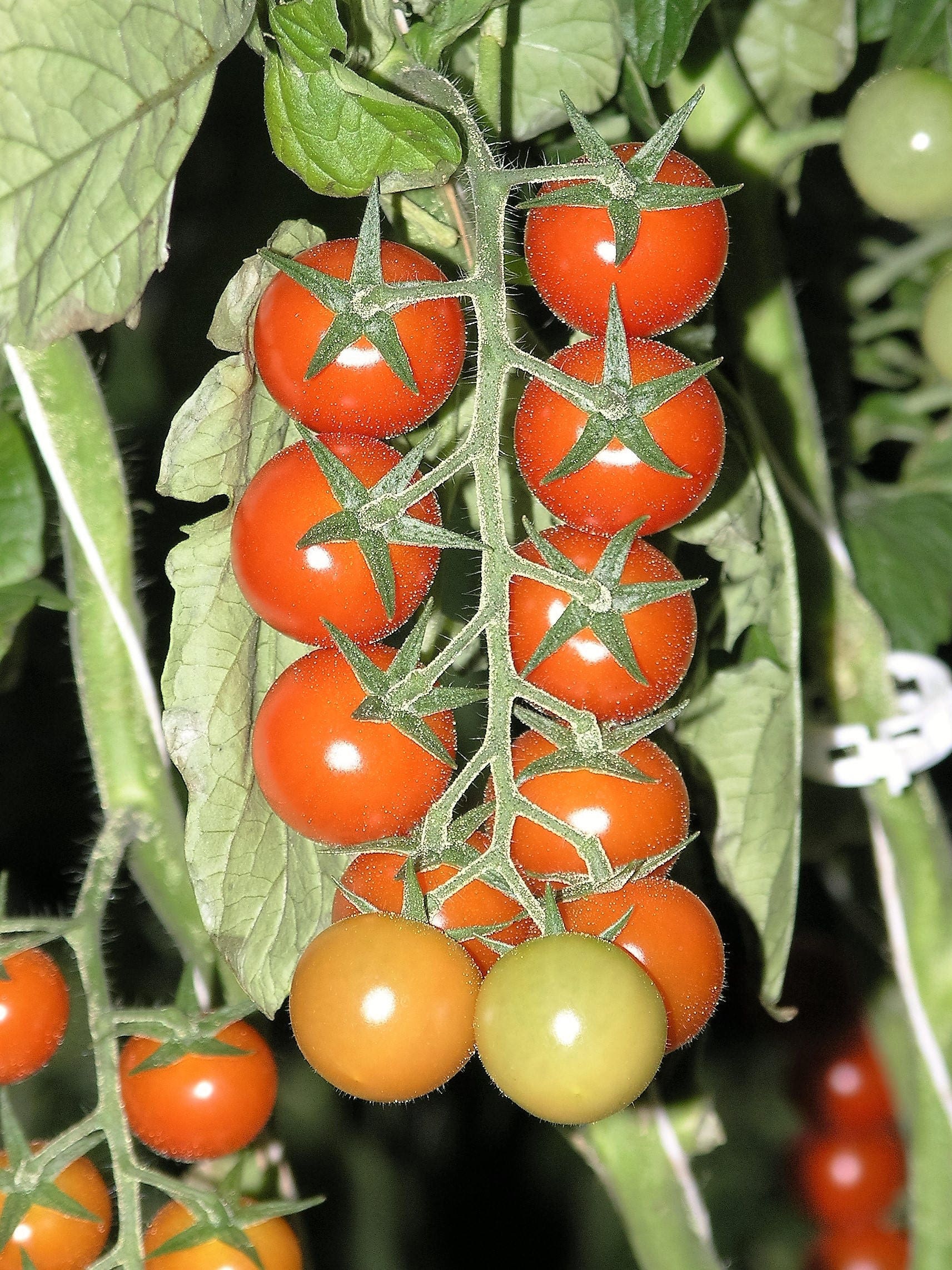 100 Red SWEETIE CHERRY TOMATO Super Sweet 1" Lycopersicon Fruit Vegetable Seeds - Image 2