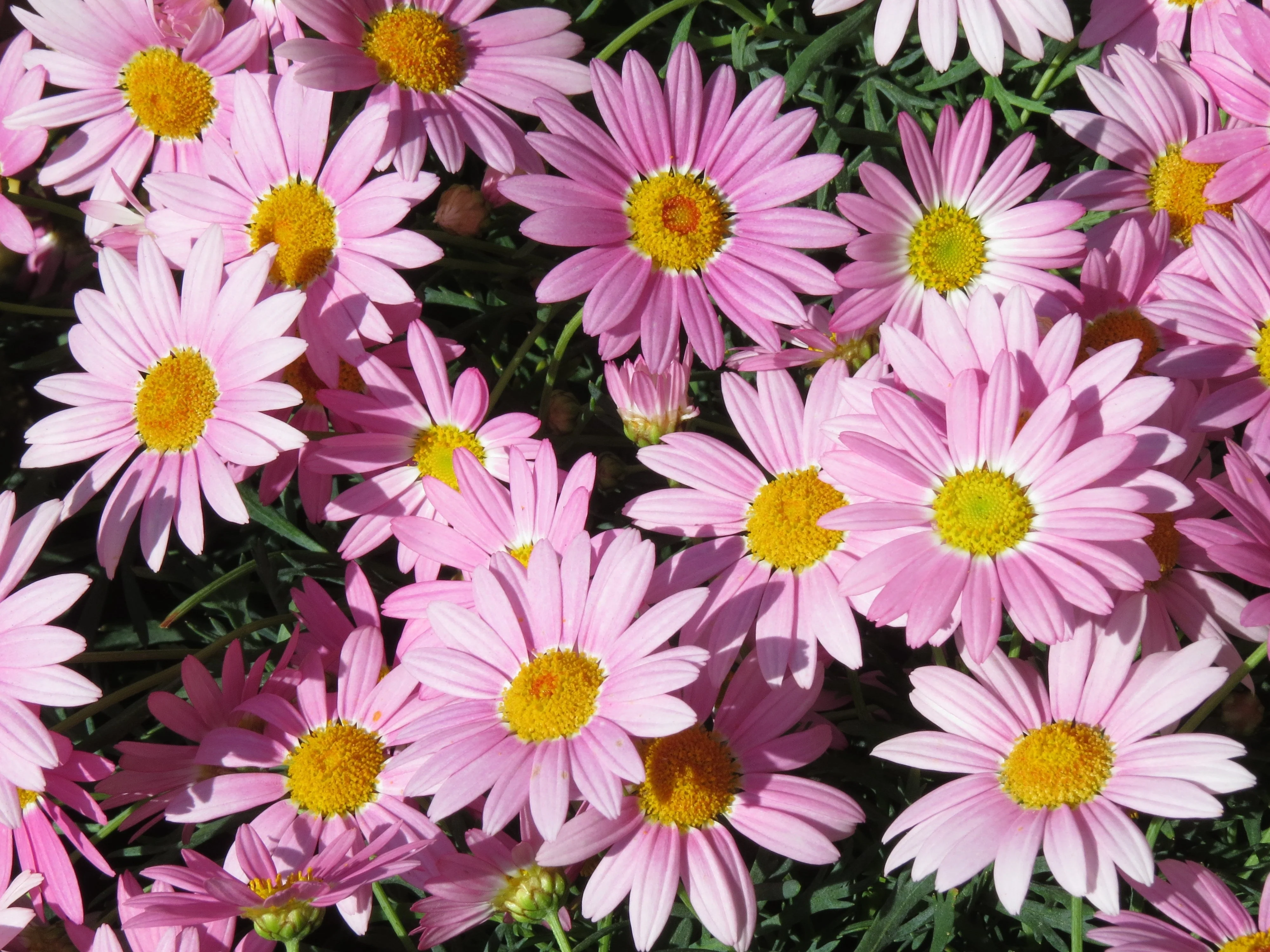 100 Rose PINK ROBINSONS DAISY Painted Chrysanthemum Coccineum Pyrethrum Flower Seeds - Image 2