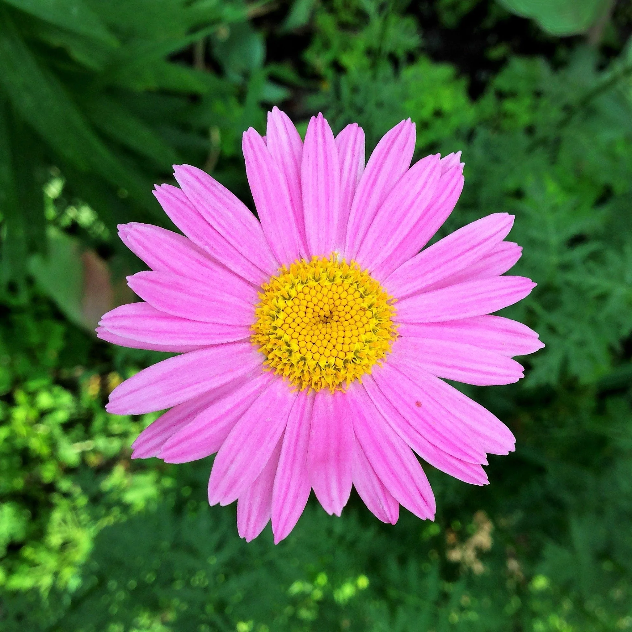 100 Rose PINK ROBINSONS DAISY Painted Chrysanthemum Coccineum Pyrethrum Flower Seeds - Image 6