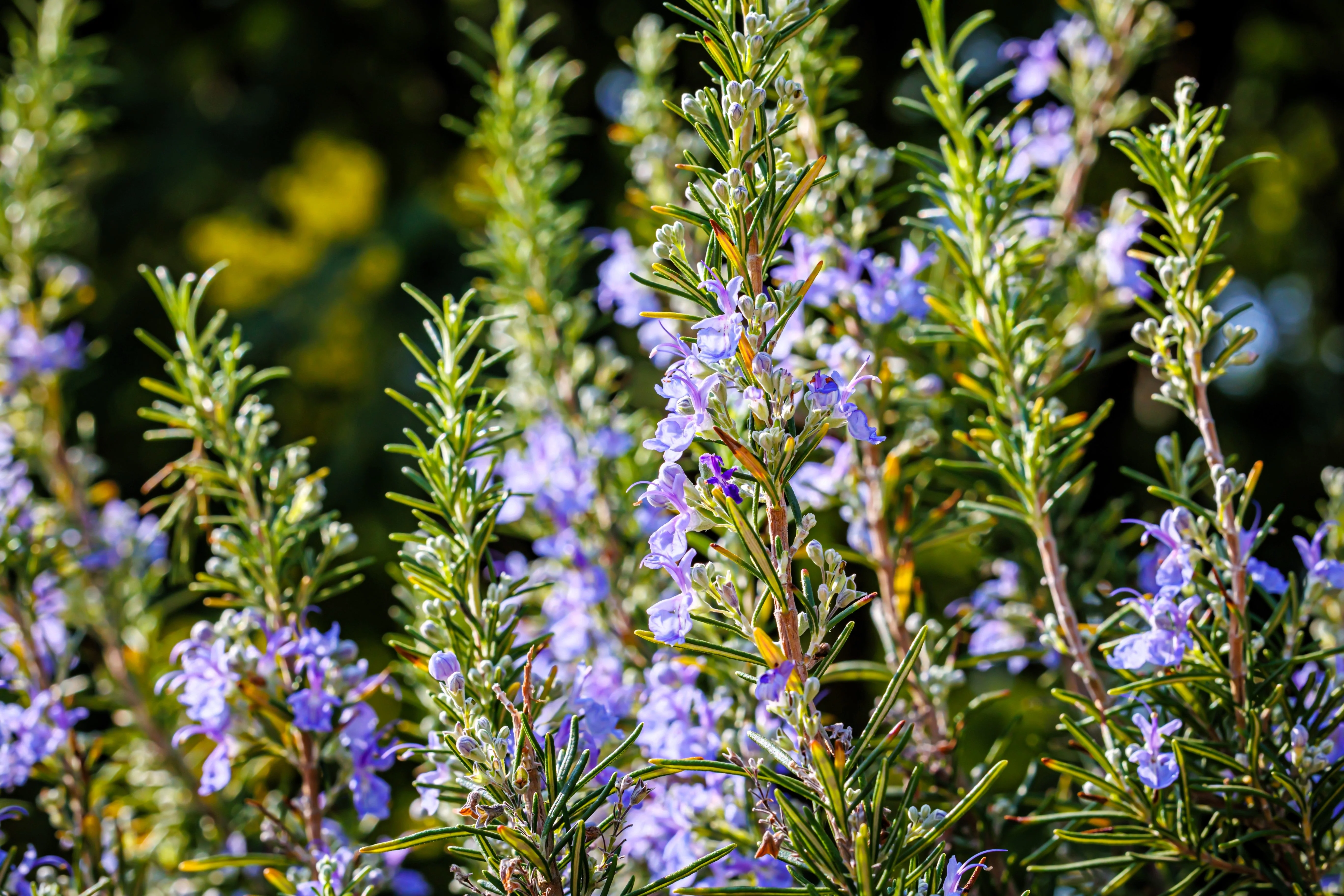 100 ROSEMARY Rosmarinus Officinalis Herb Flower Seeds - Image 3